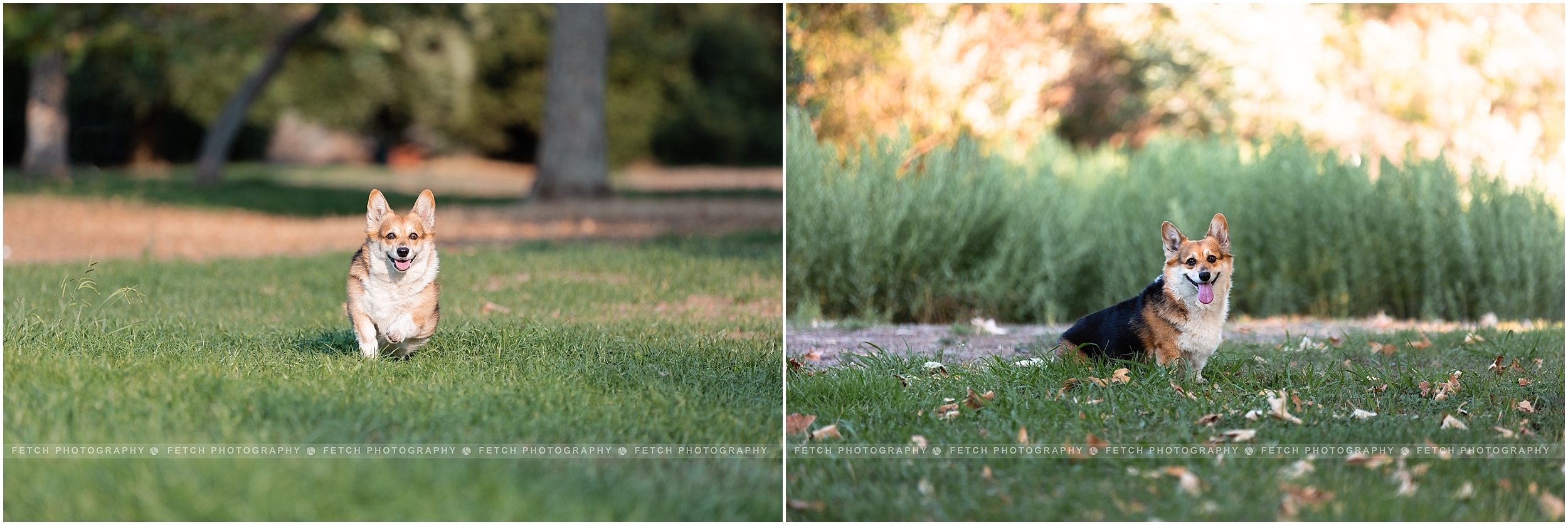 los-angeles-dog-photography