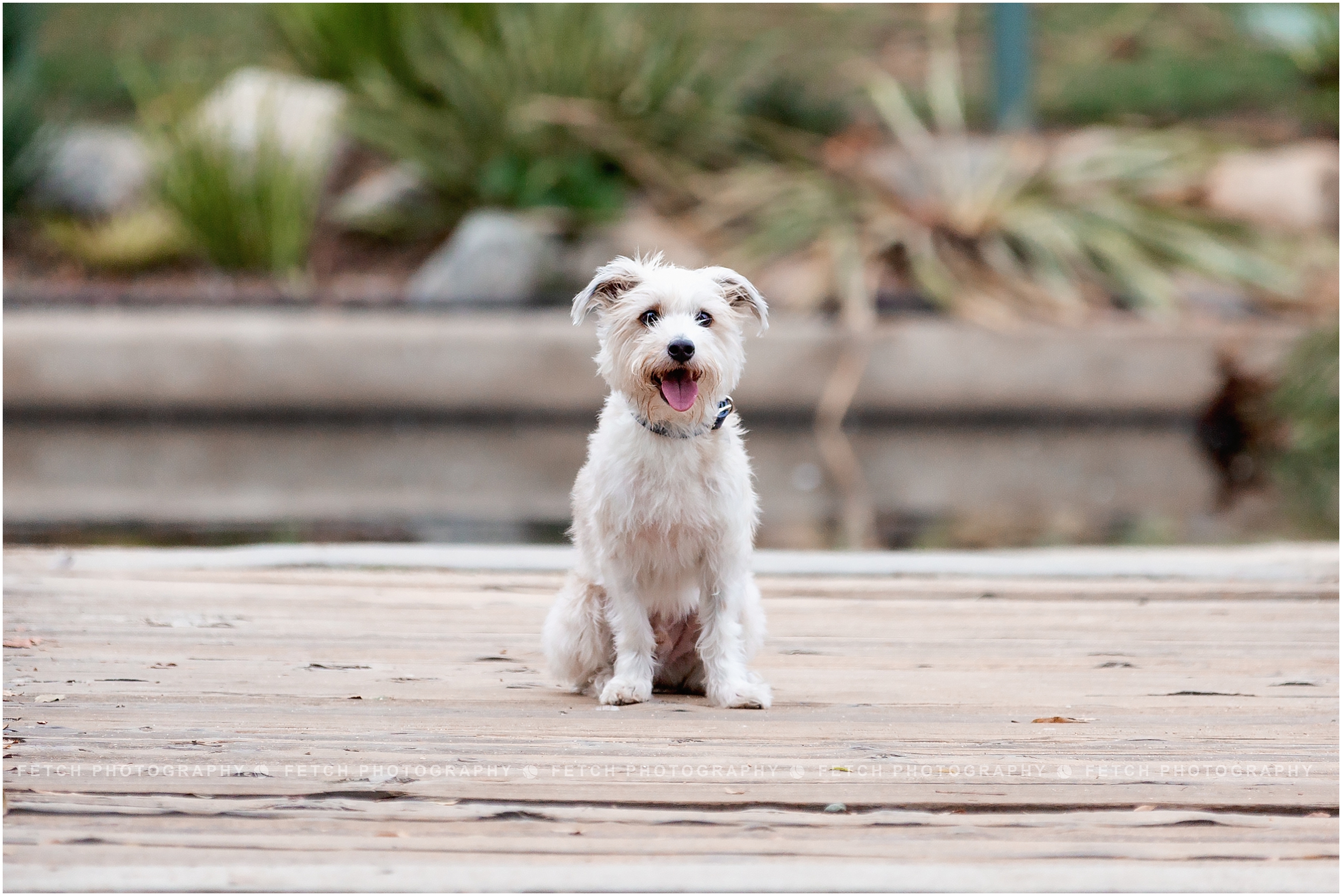 los-angeles-dog-park