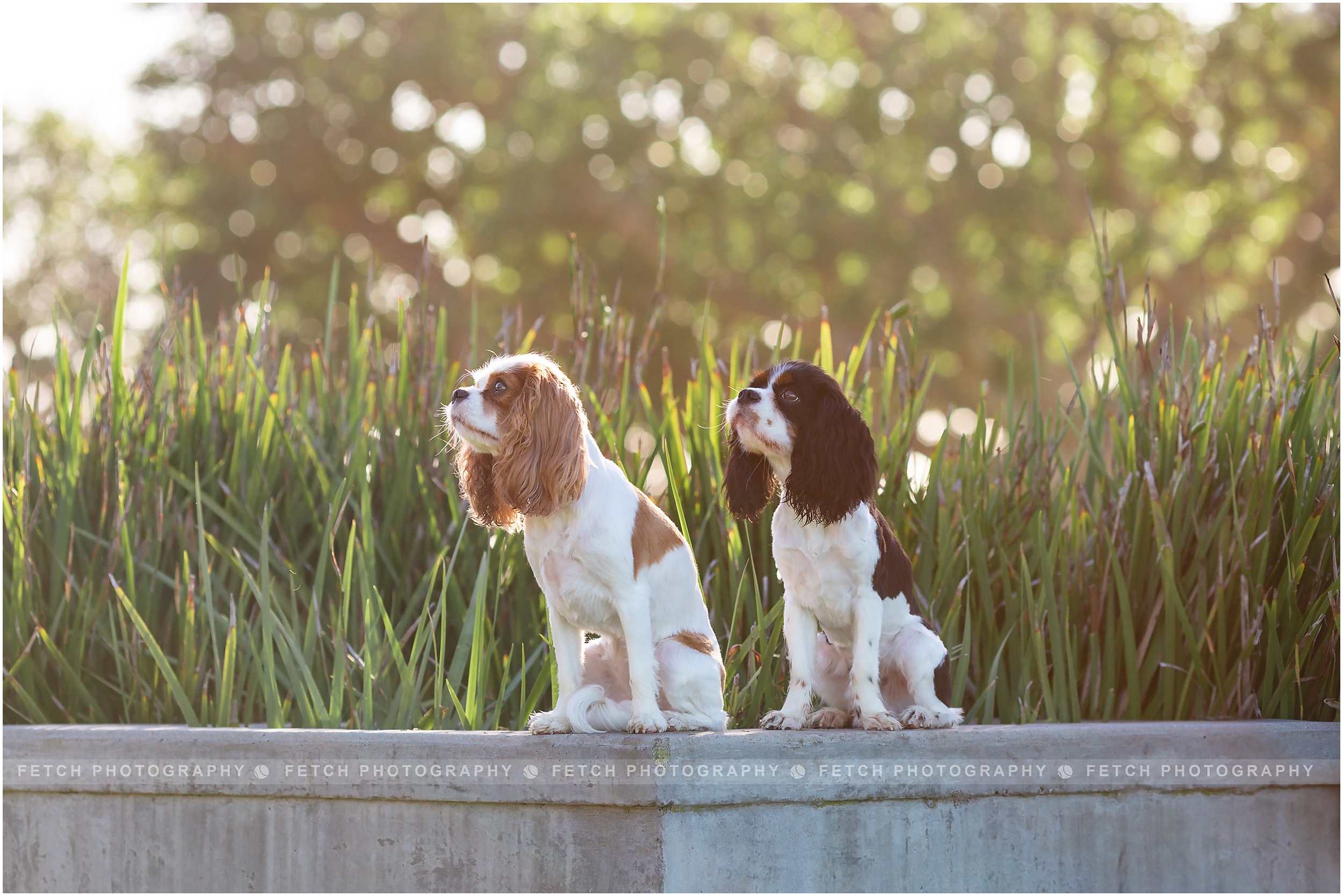 los-angeles-dog-photography