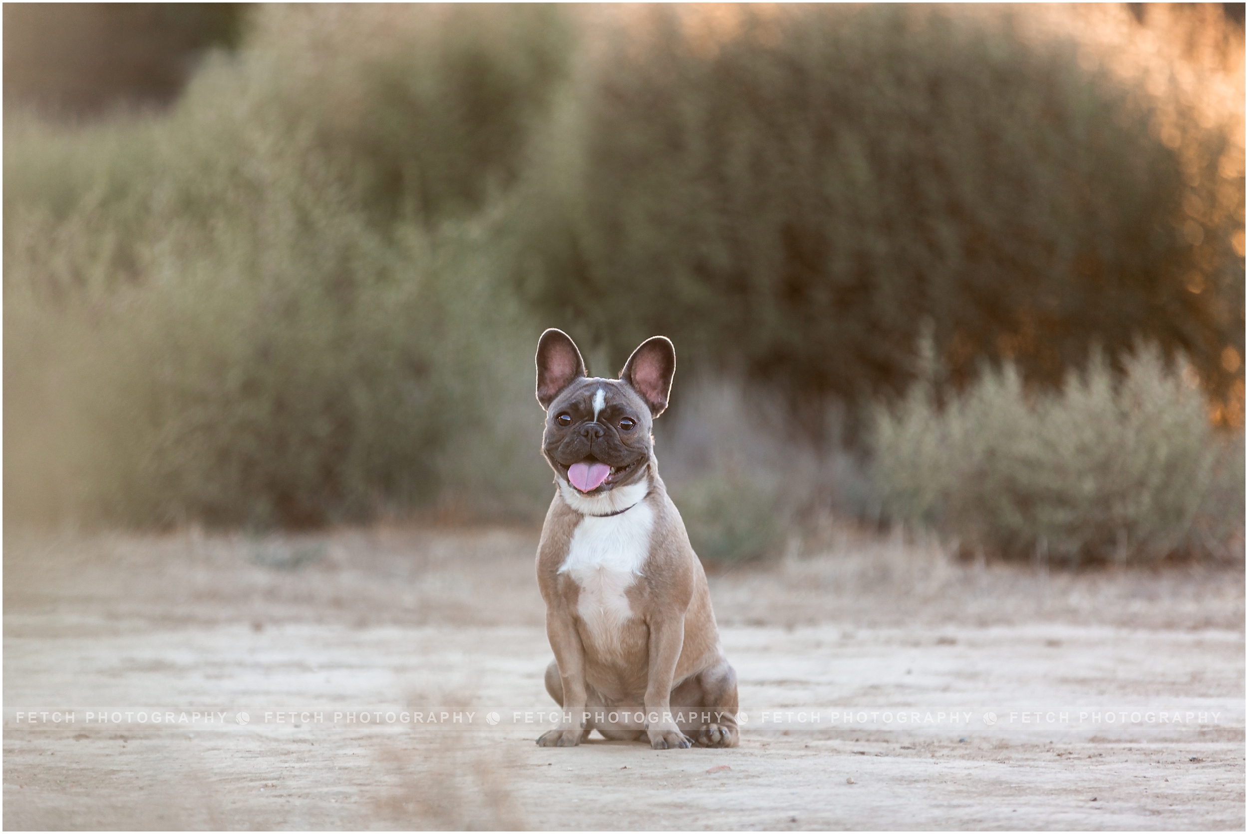 los-angeles-frenchie-photos