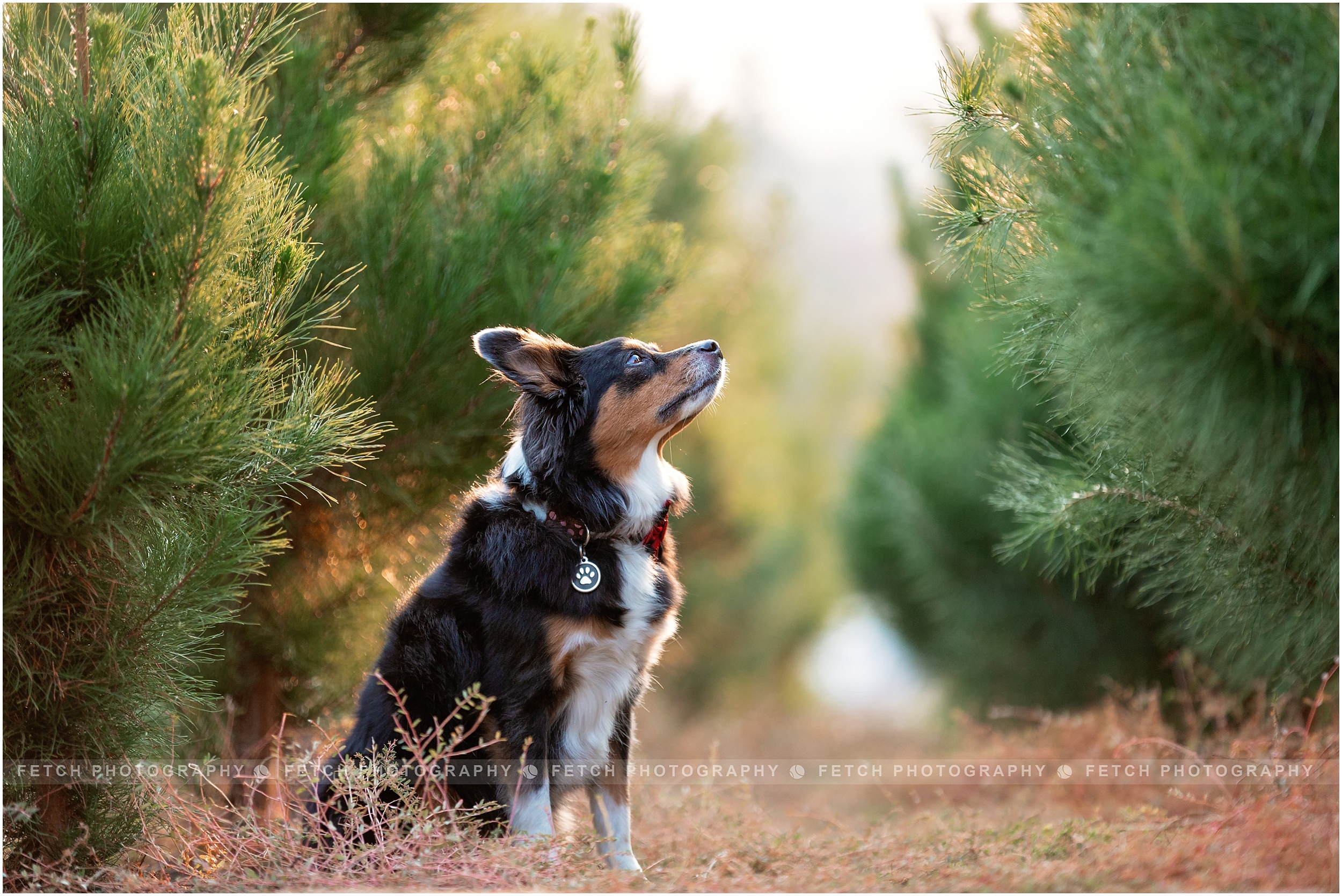 los-angeles-dog-photographer