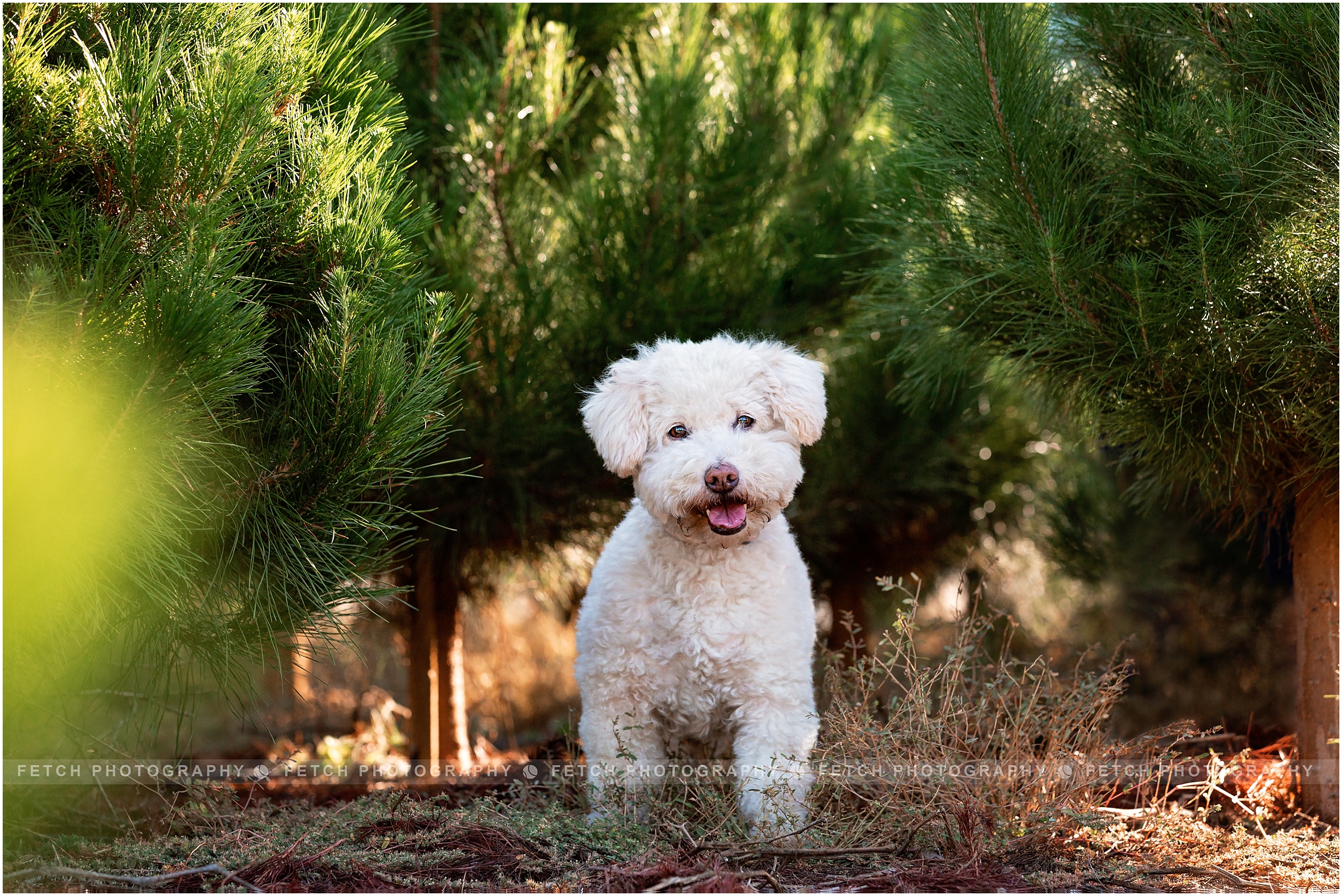 los-angeles-dog-portraits