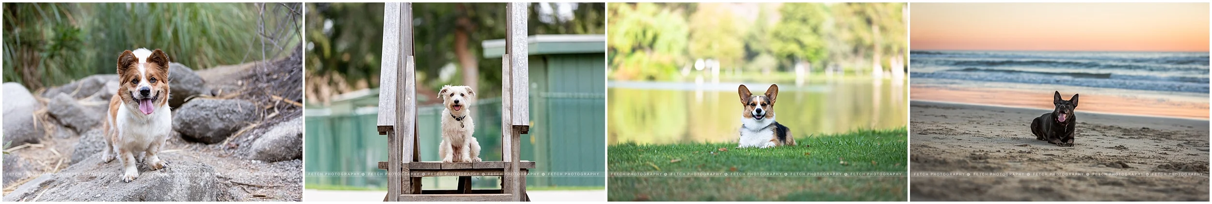pet-photography-locations-los-angeles.jpg
