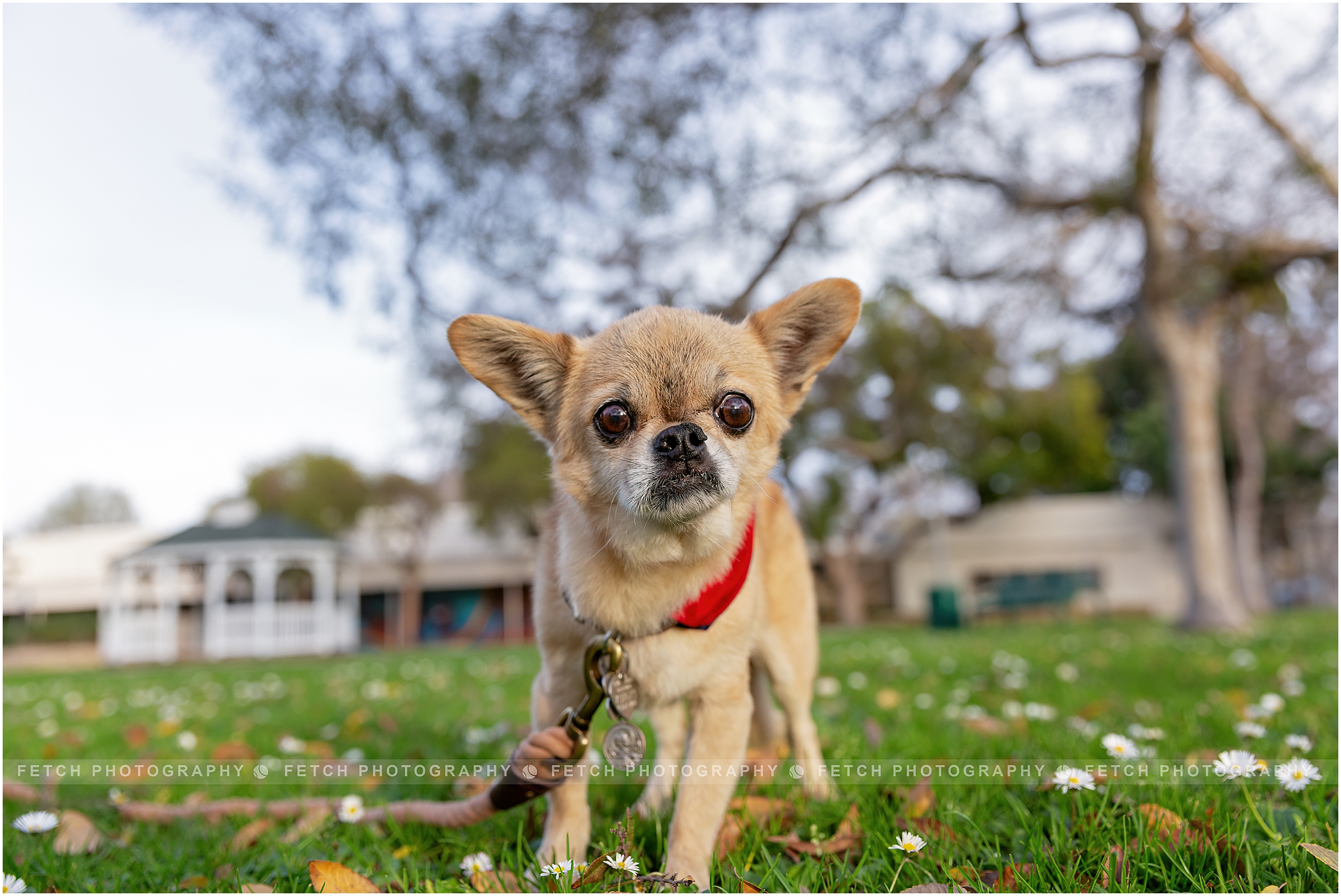 los-angeles-dog-photography