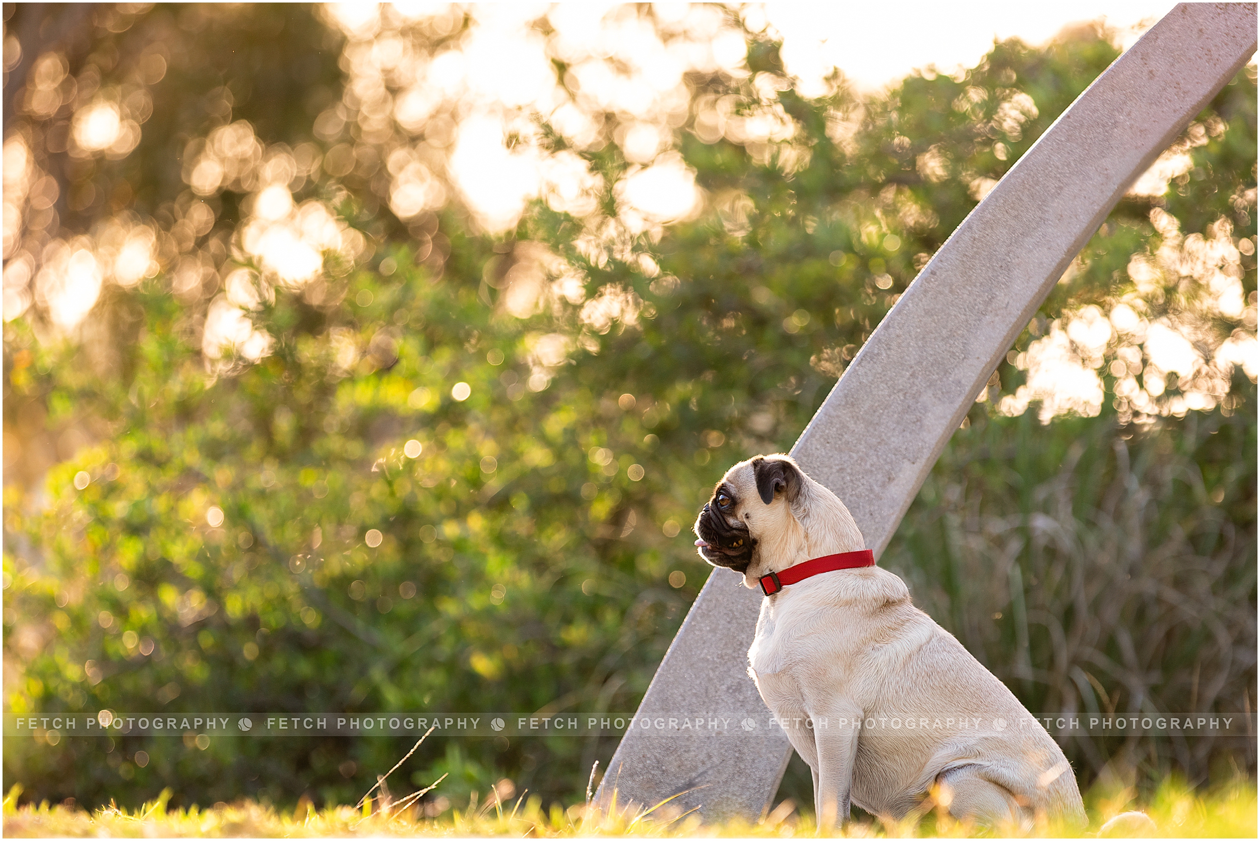 los-angeles-dog-photographer
