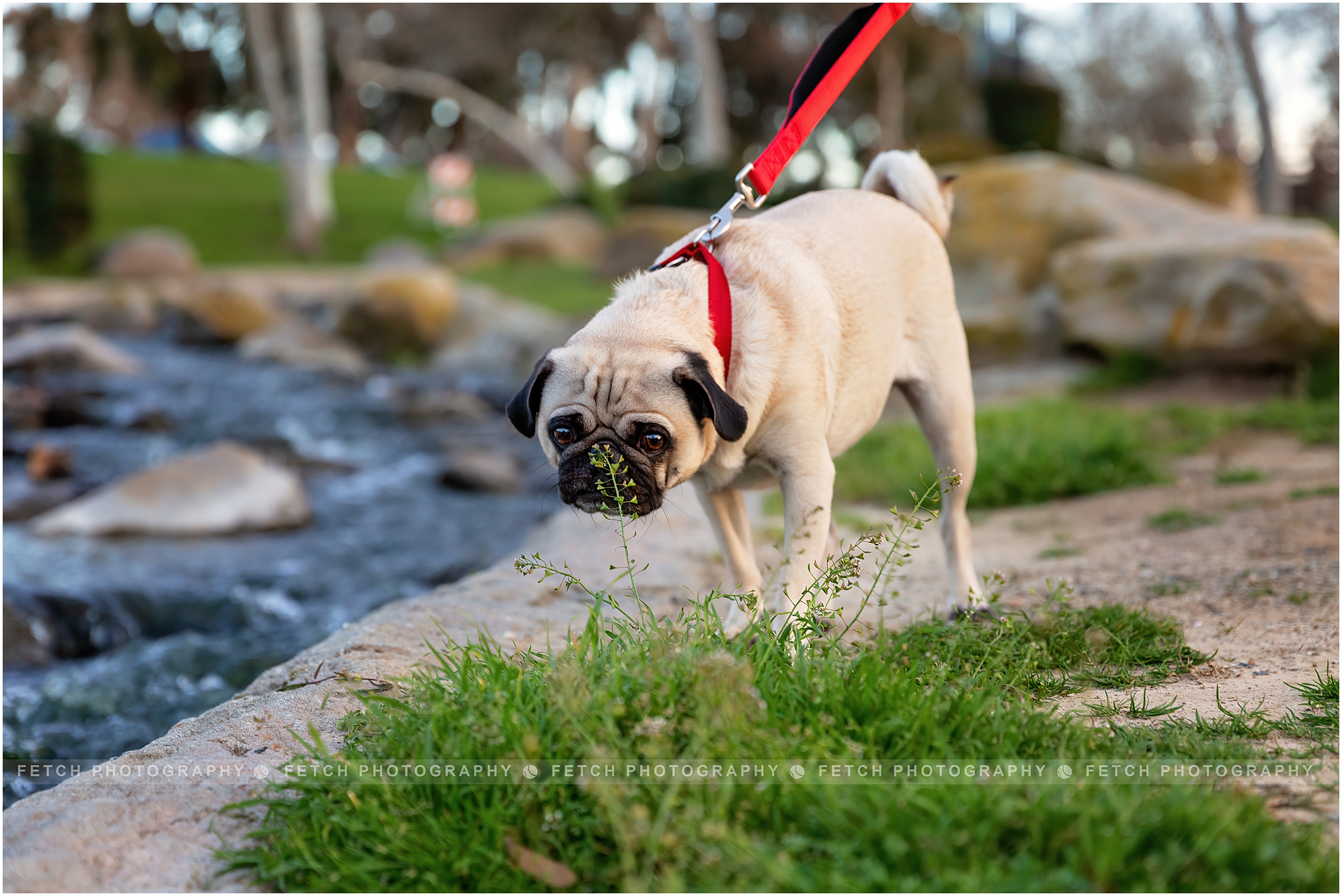 pug-dog-photos