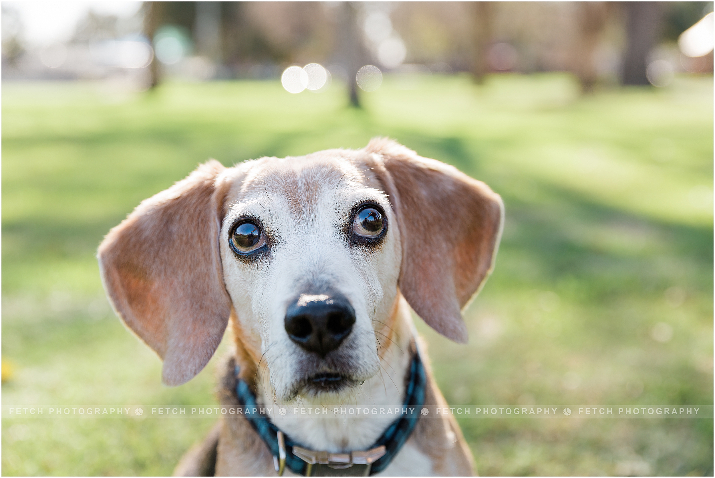 los-angeles-pet-photographer
