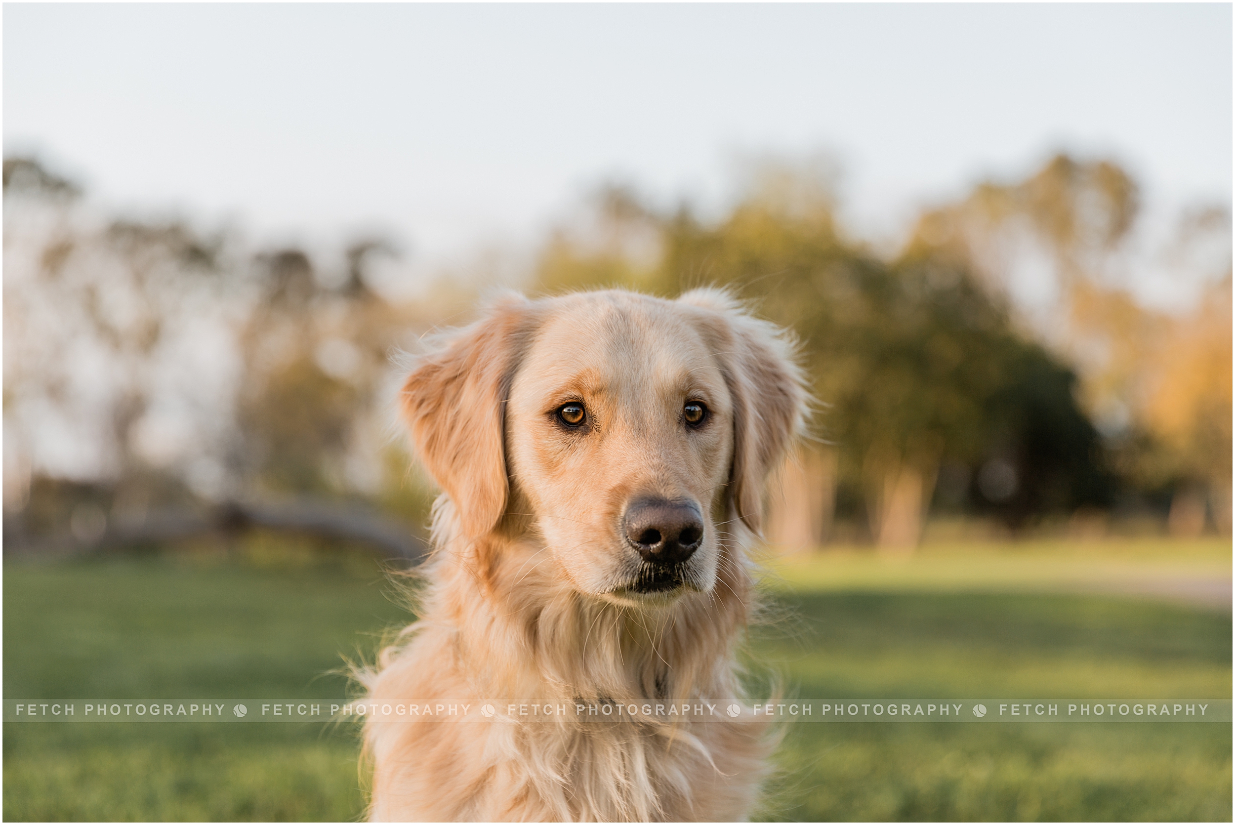 dog-portraits