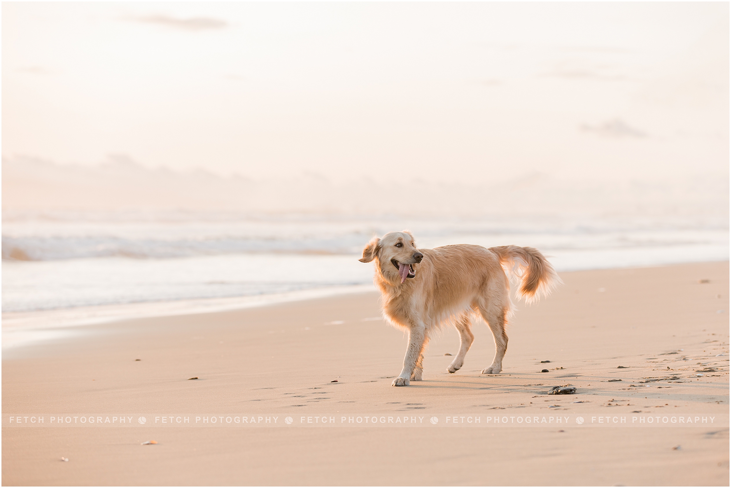 dog-beach-photographer