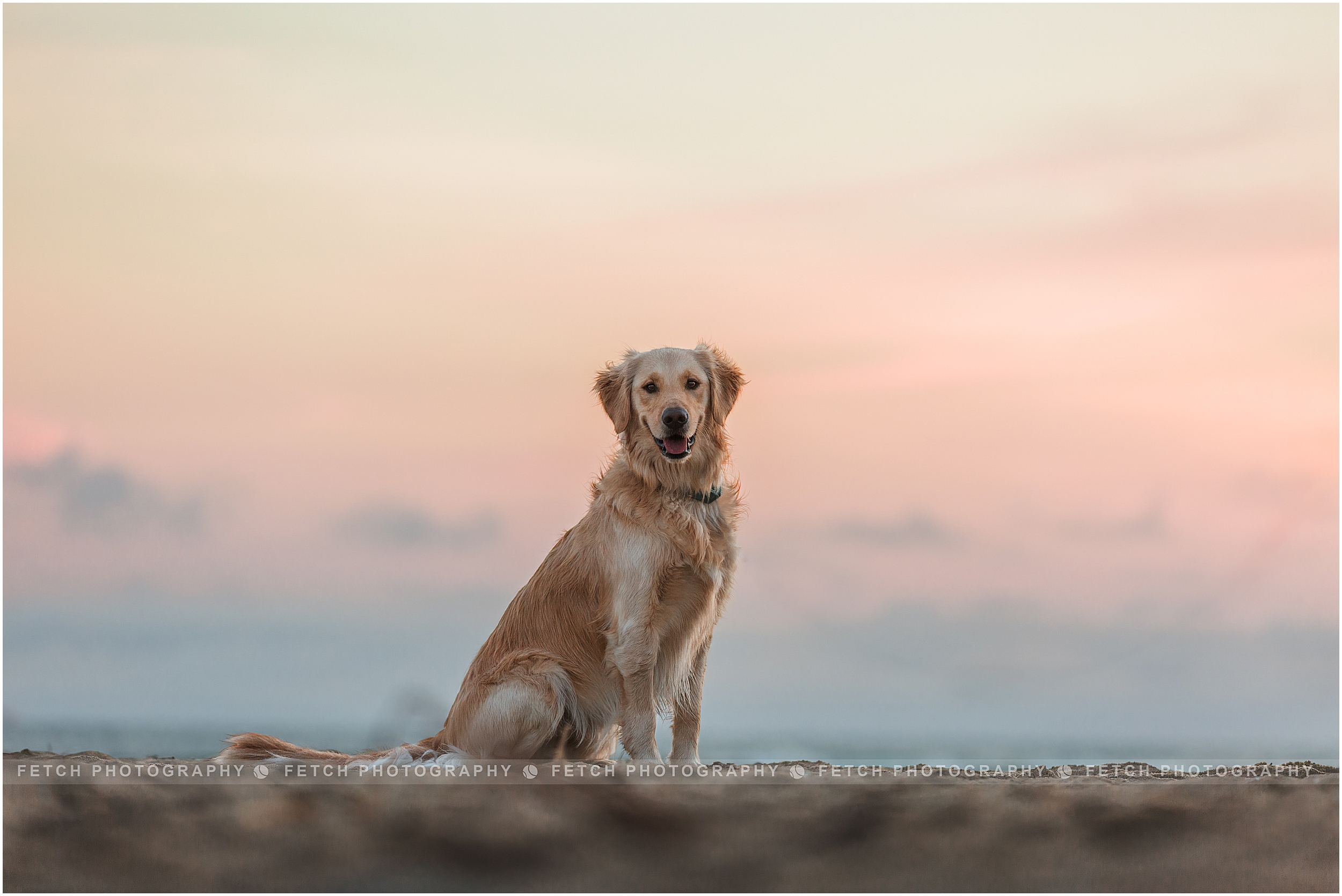 sunset-dog-portrait