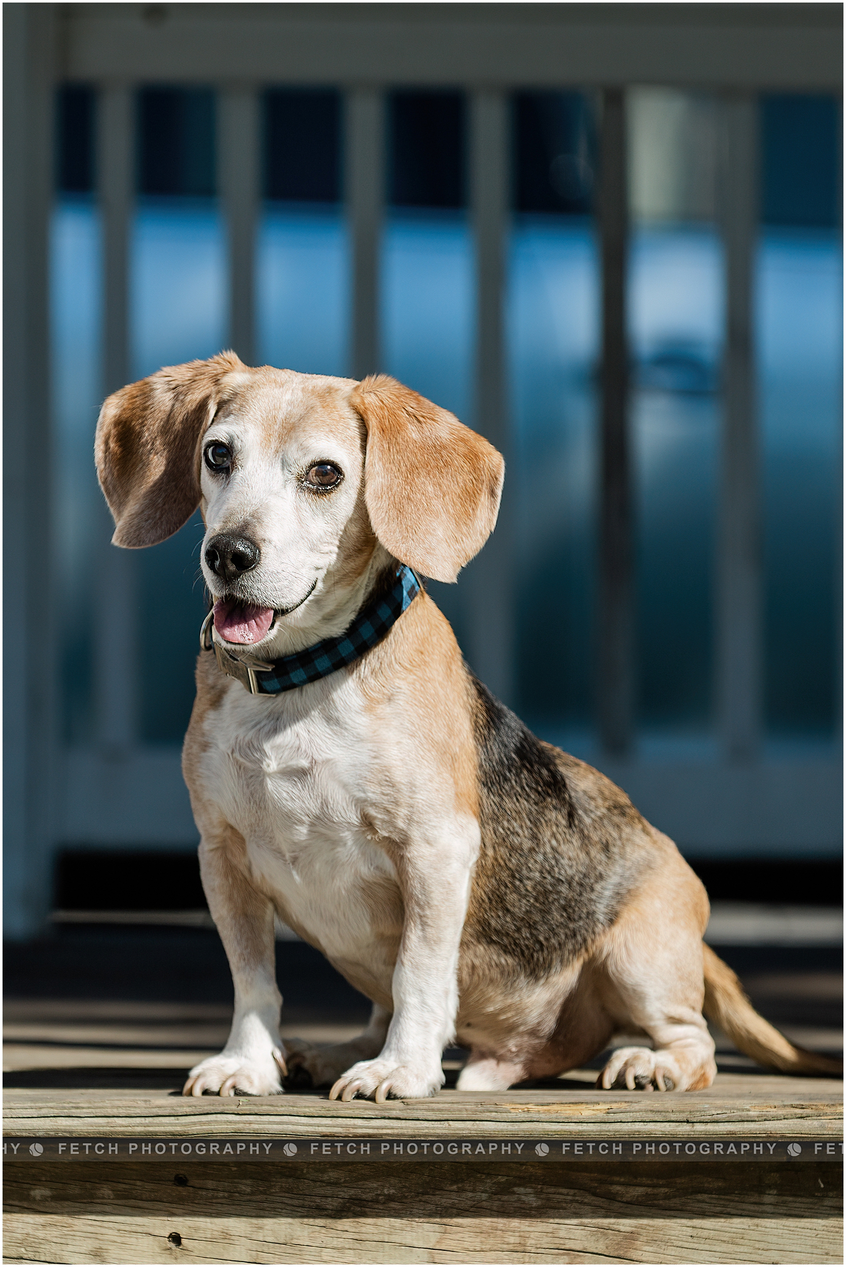 los-angeles-dog-portraits