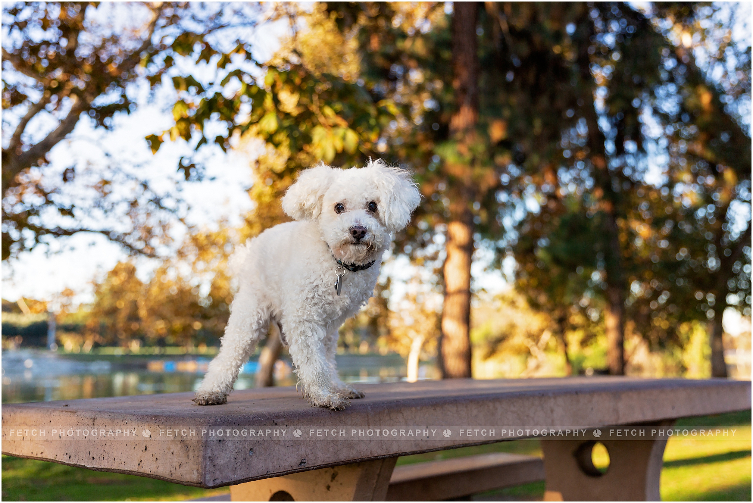 los-angeles-dog-photographer