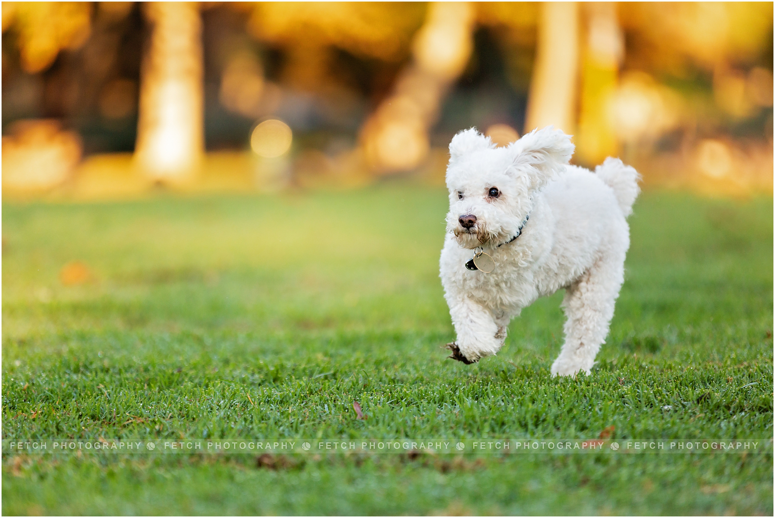 dog-photographer