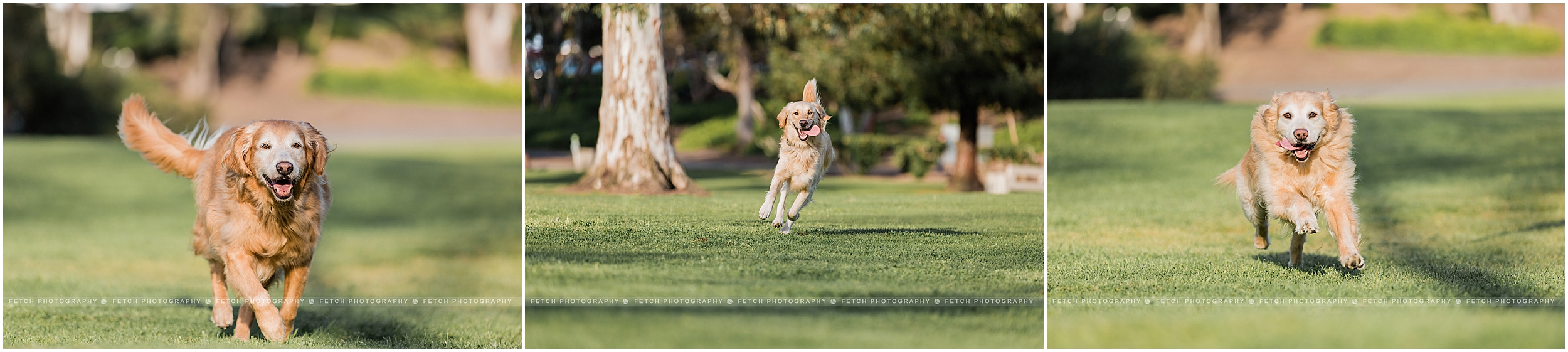 action-dog-photography