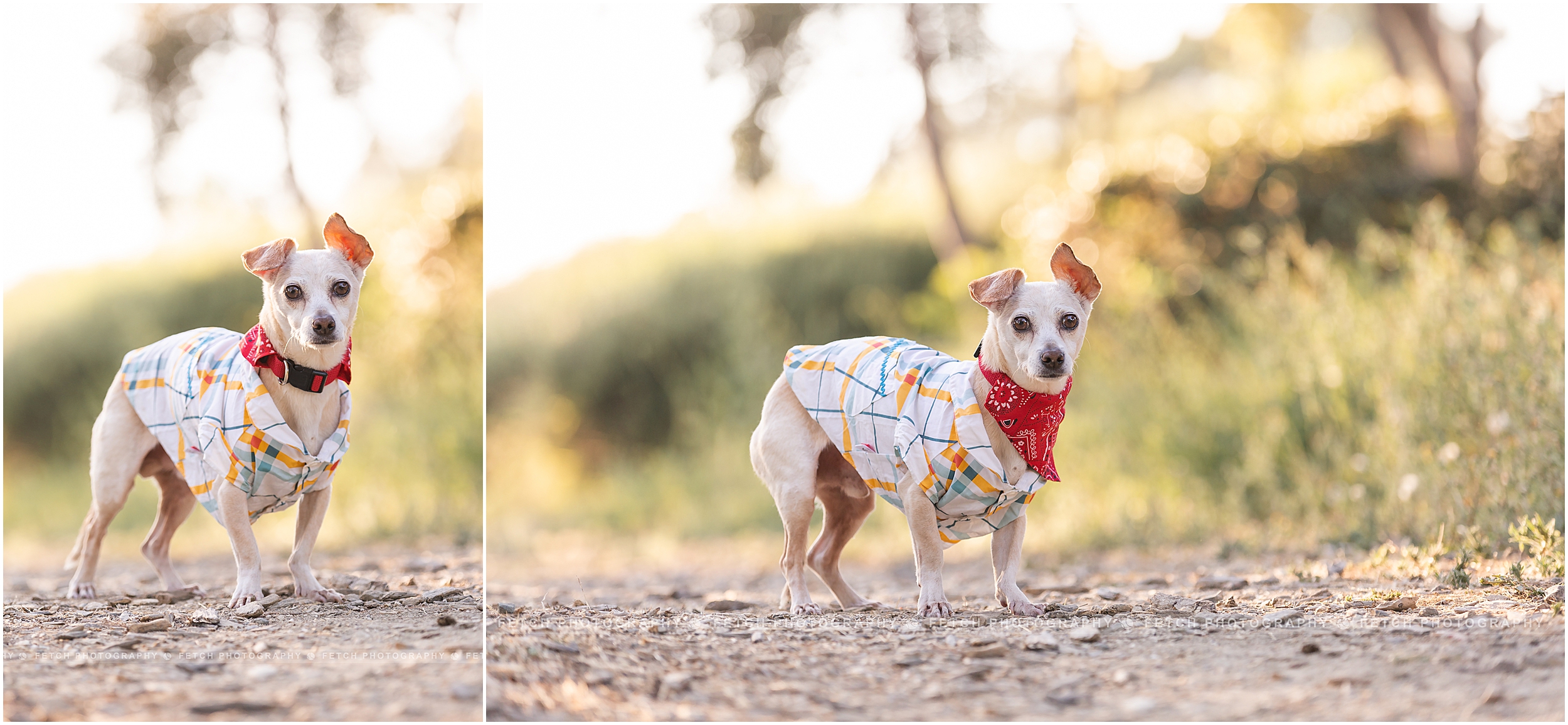 los-angeles-dog-photography