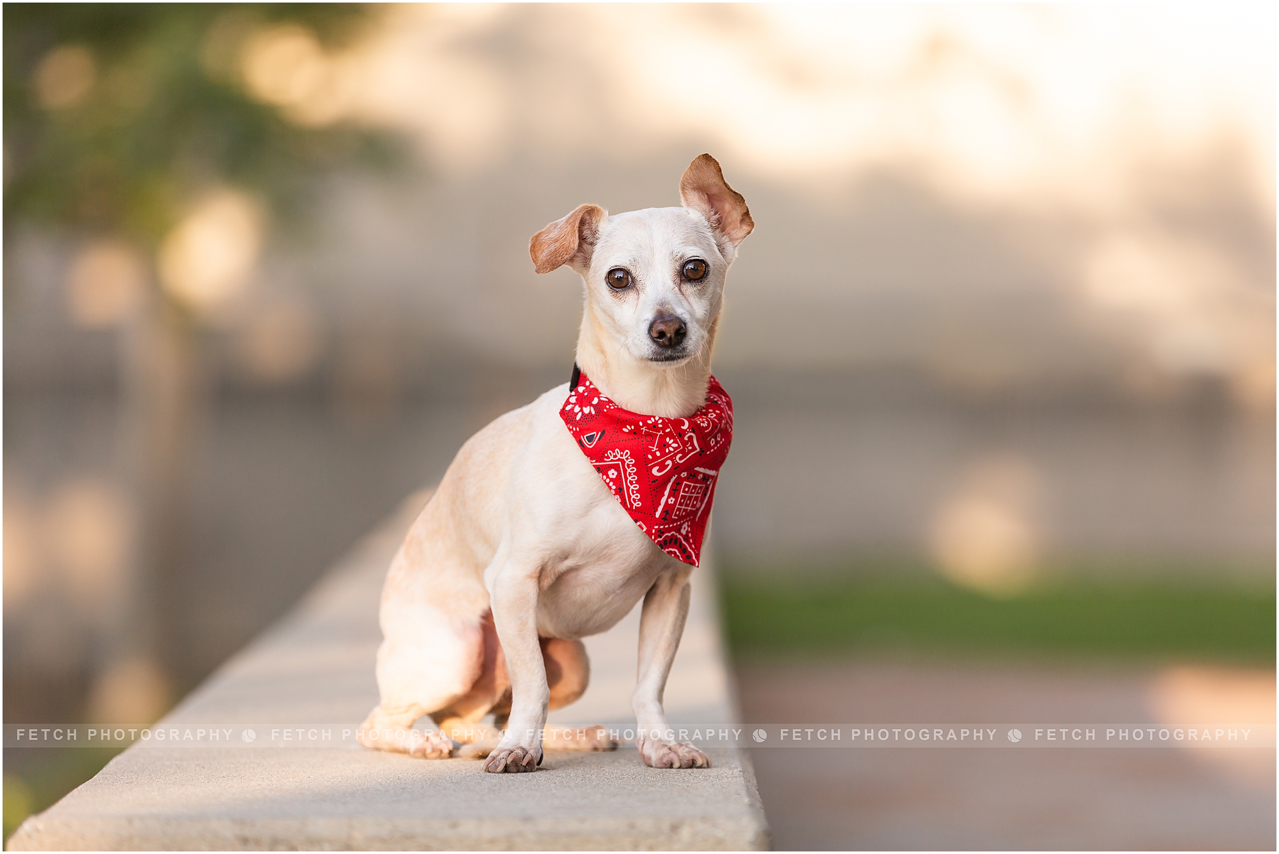 dog-portraits