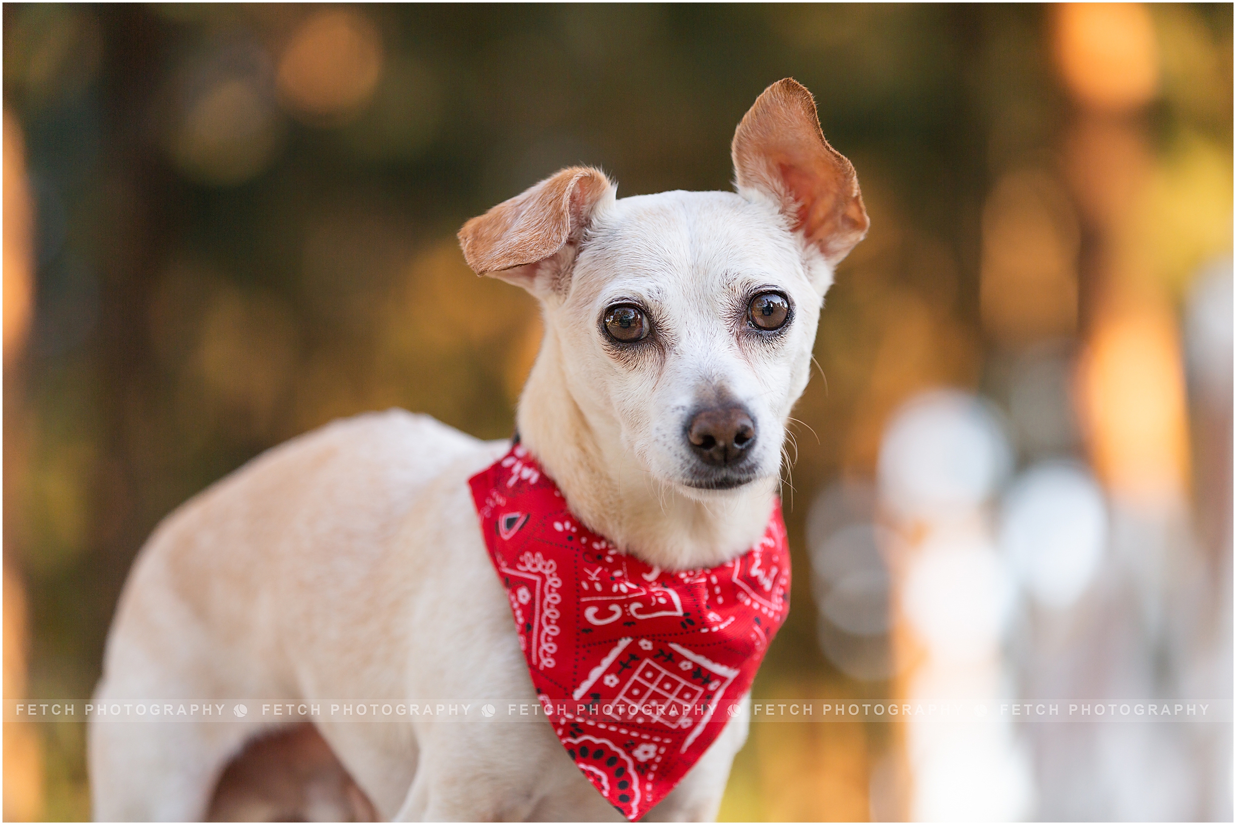 pet-photographer