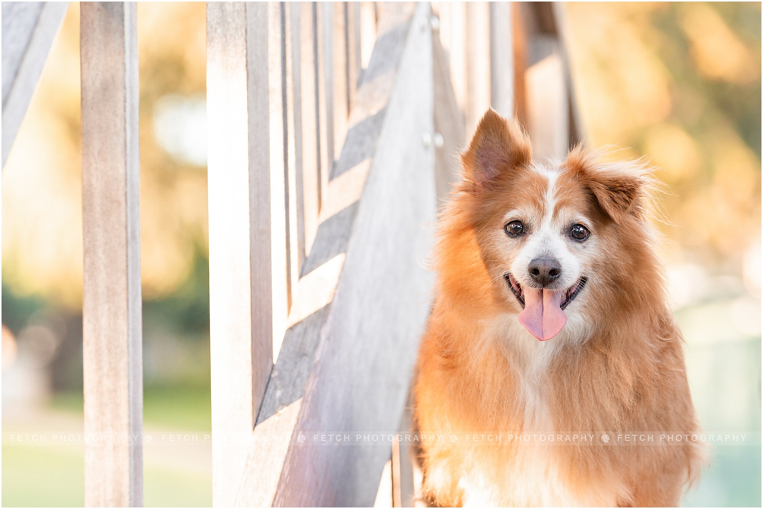 dog-photography