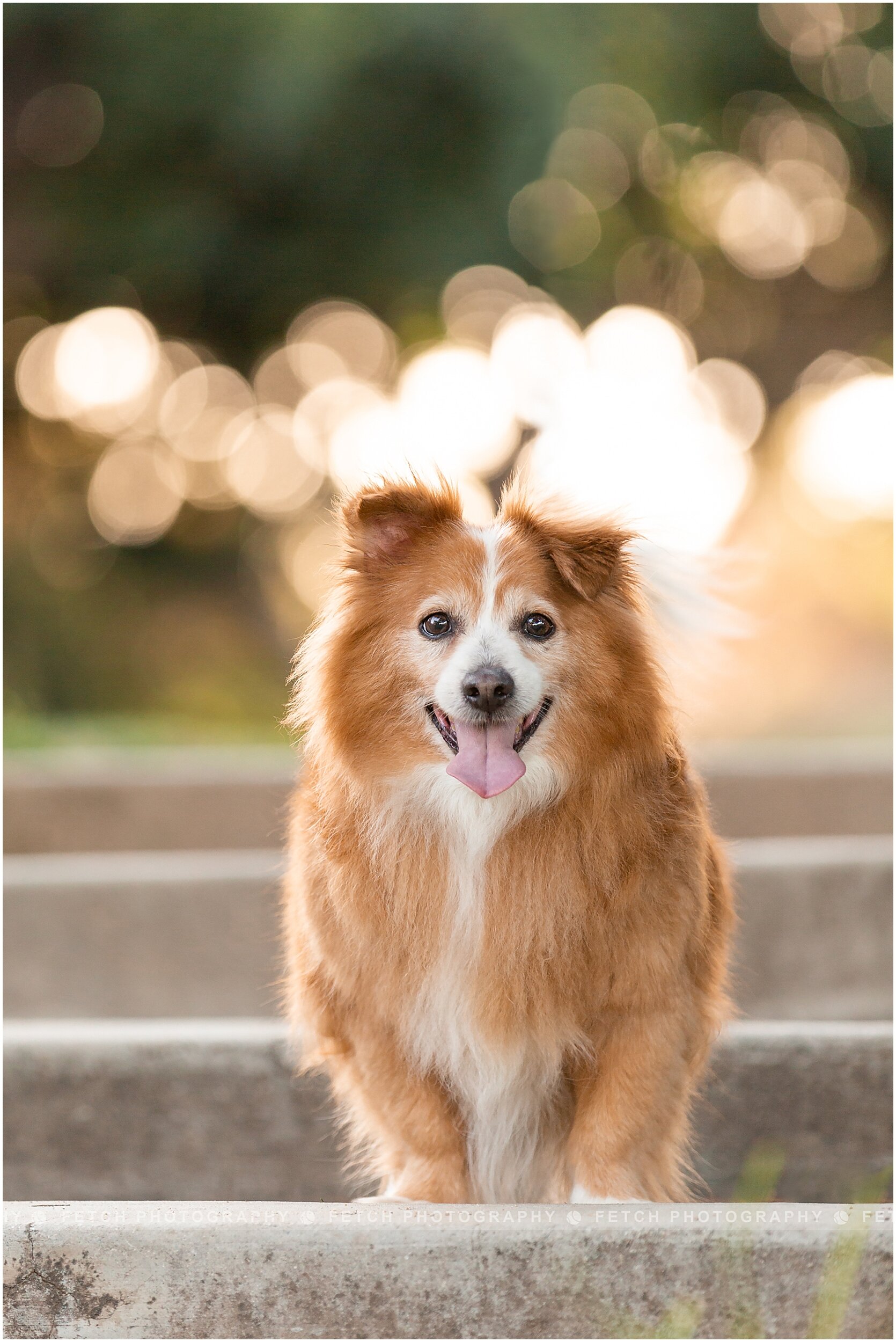 corgi-photos