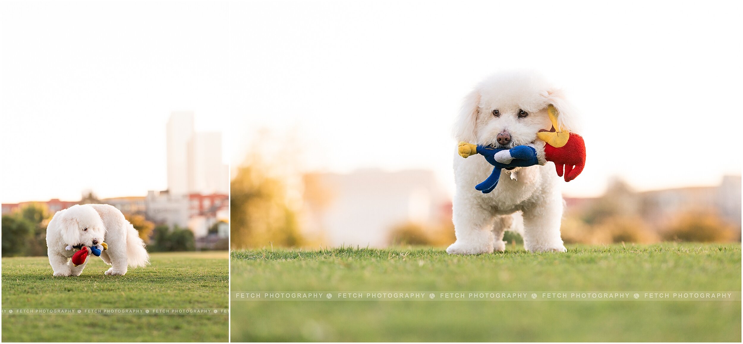 pet-photographer