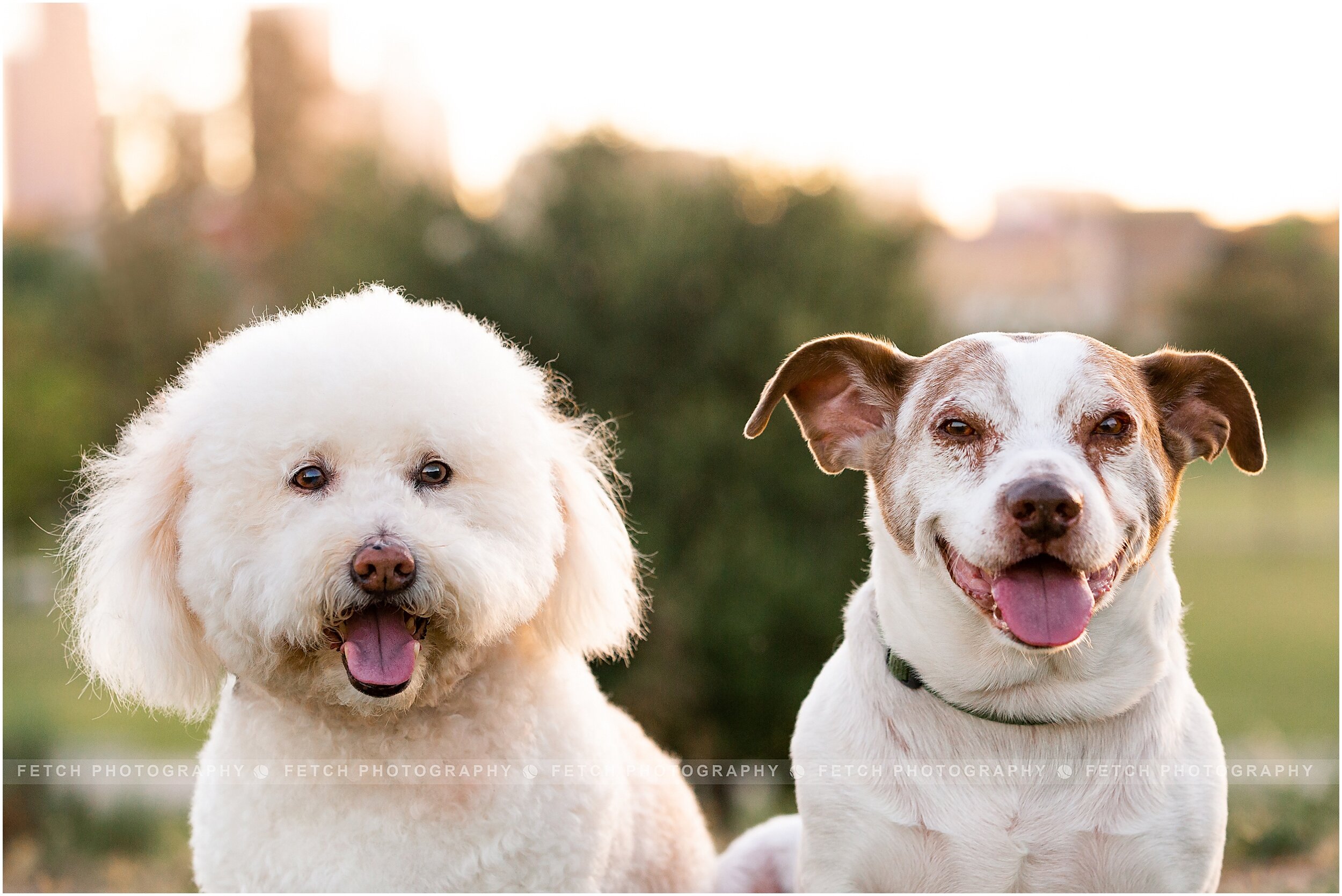 pet-portraits