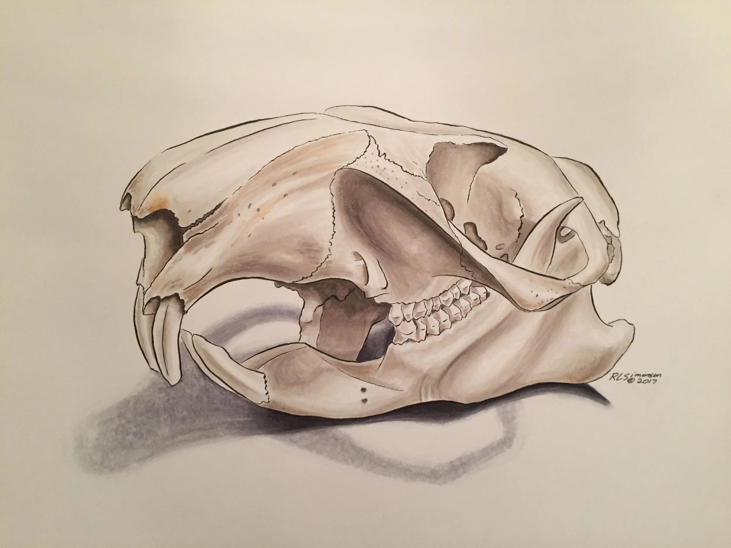 RLS-woodchuck skull.jpg