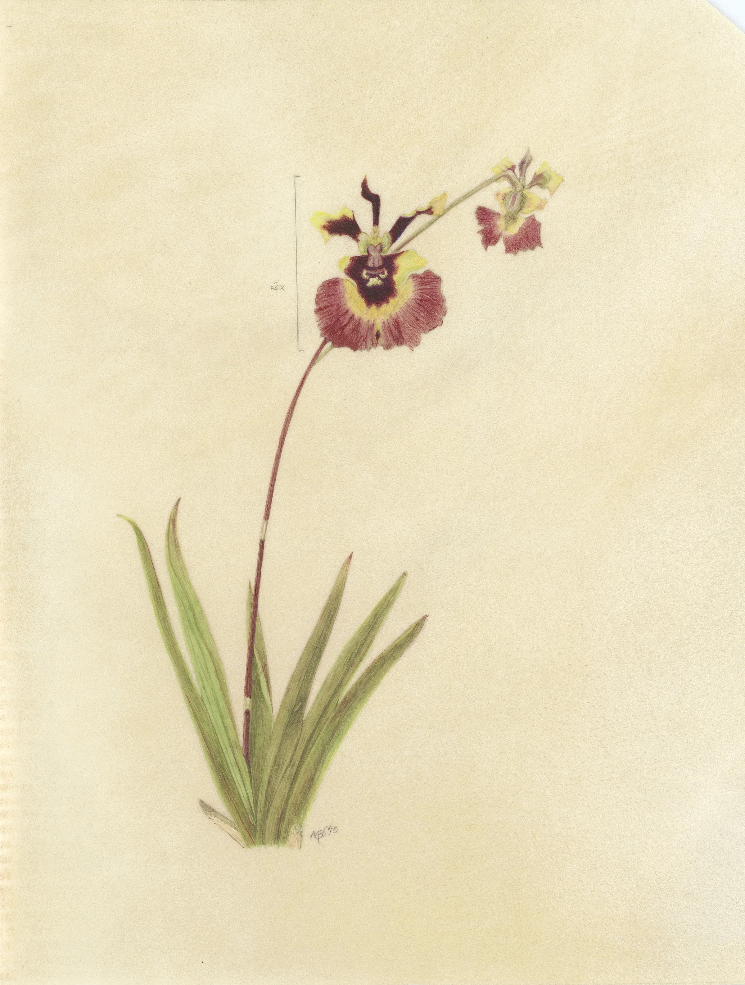 Hinrichs Tolumnia.jpg