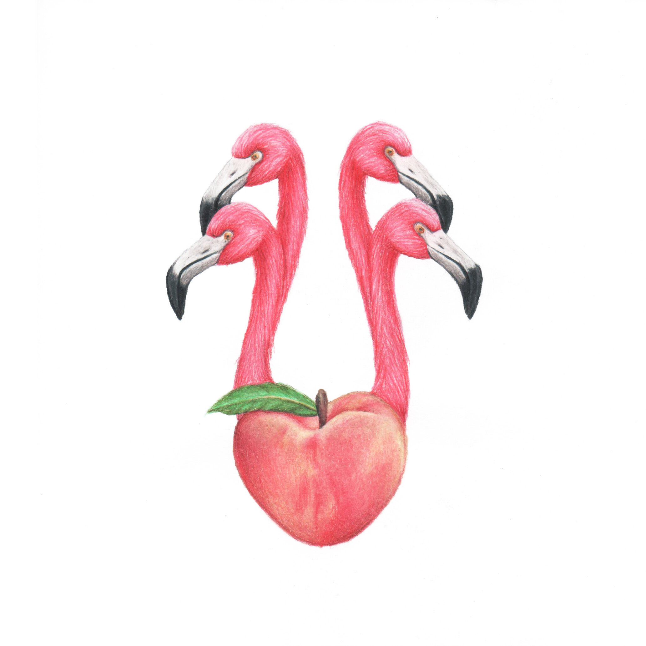 flamingos.jpg