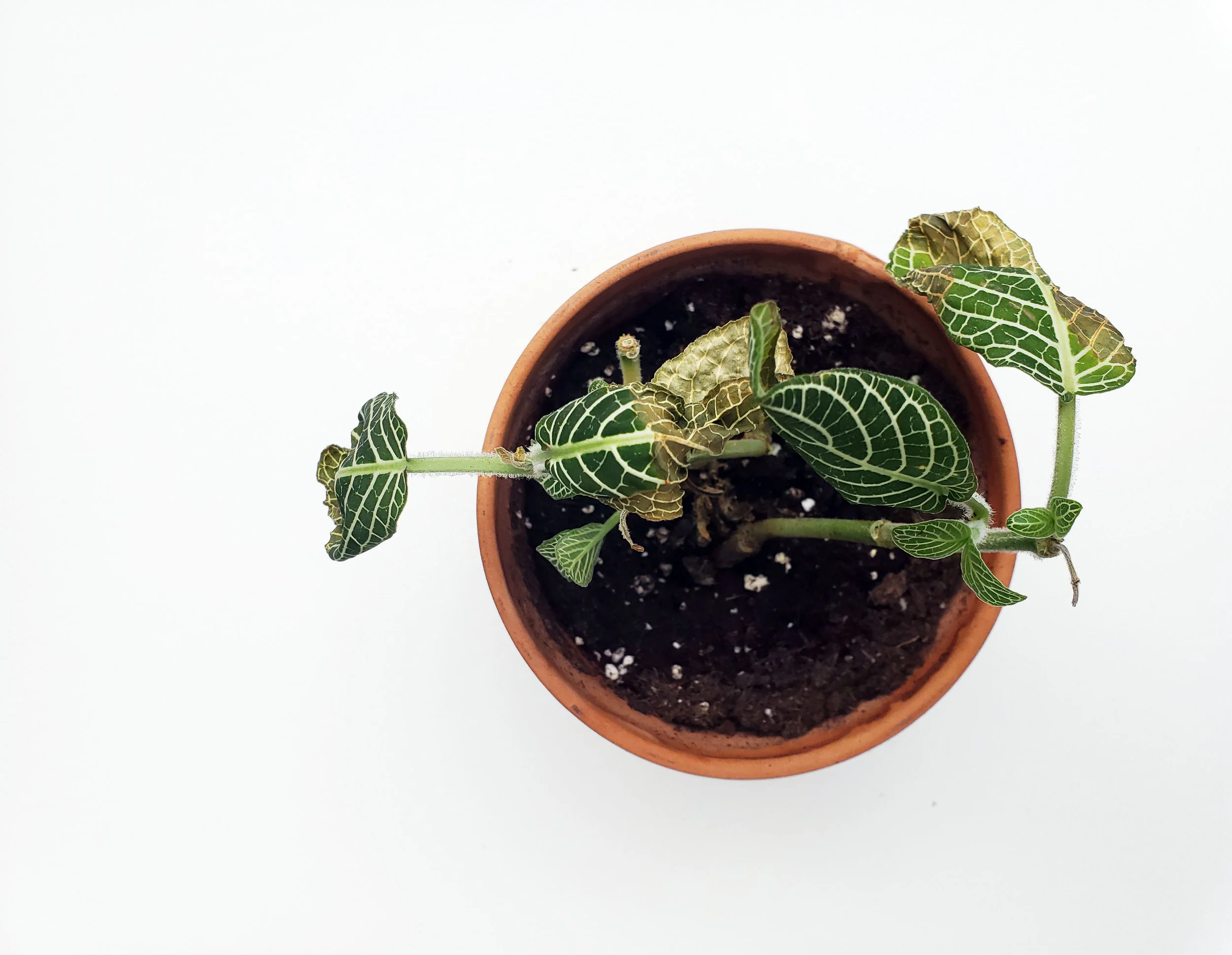 it took me a while to draw my houseplants [courtney jo greathouse]