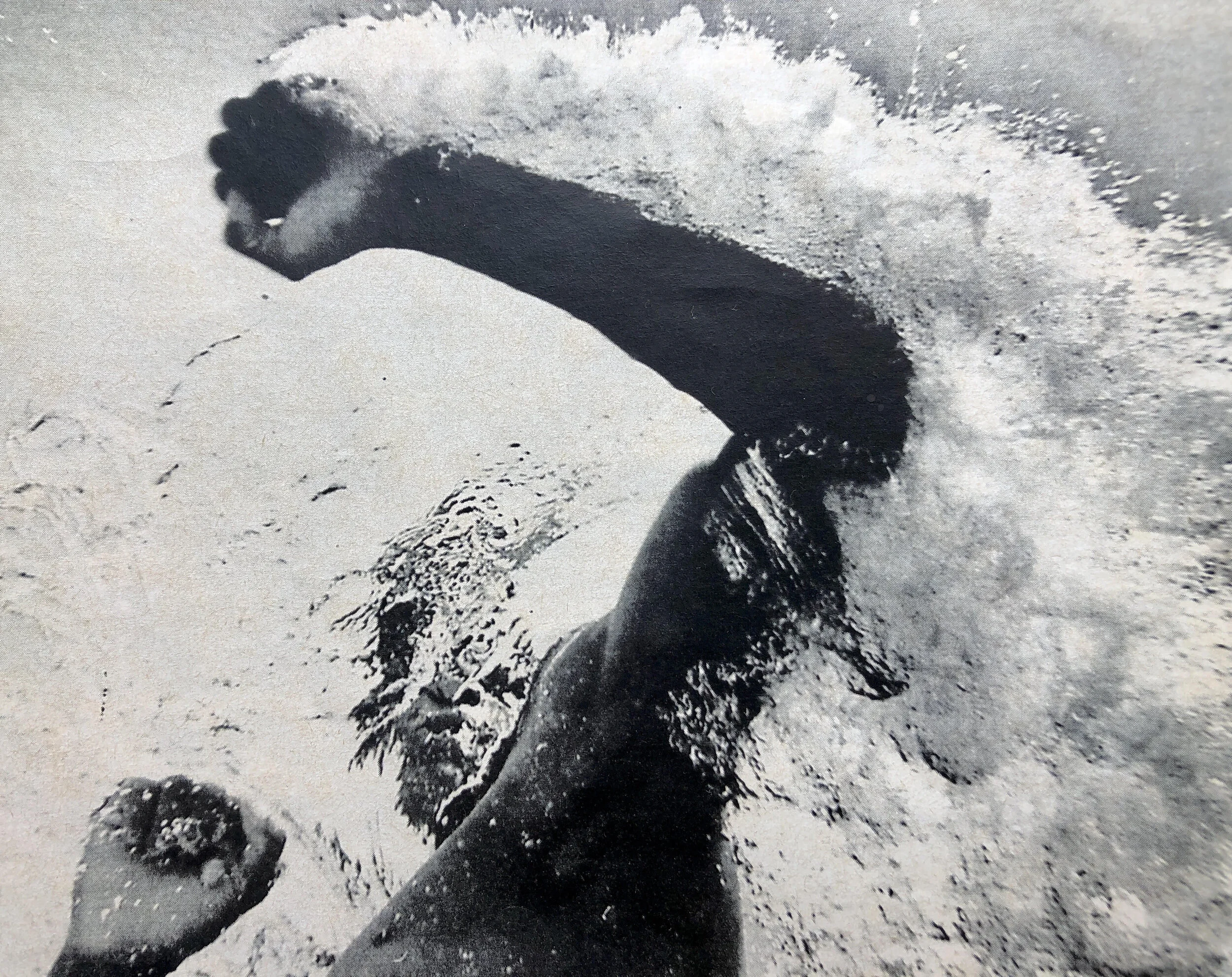 No Docile Bodies [melissa word]