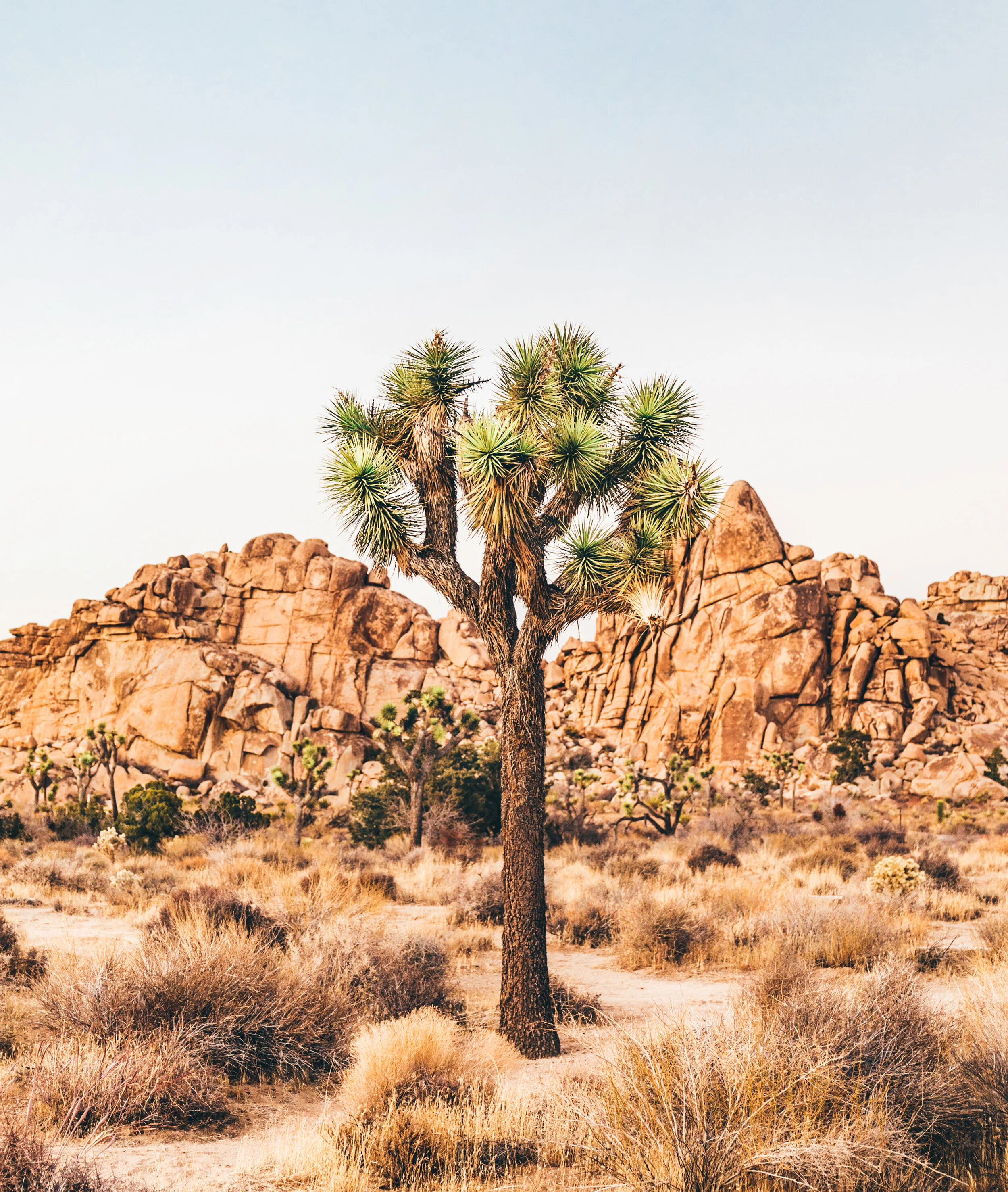 Joshua Tree National Park II.jpg