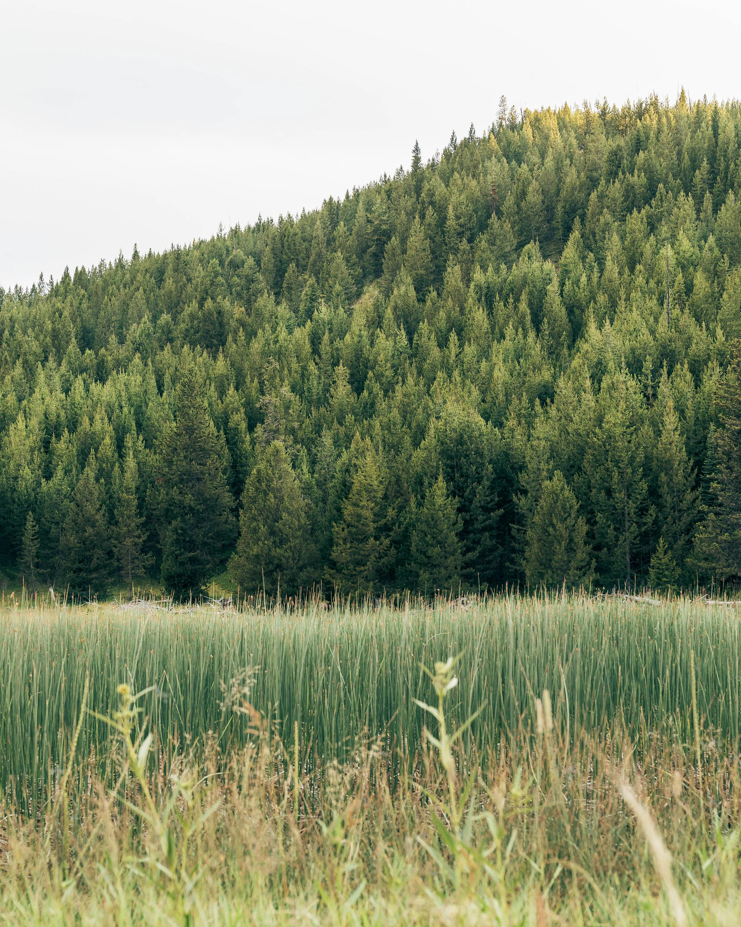 Shades Of Green.jpg