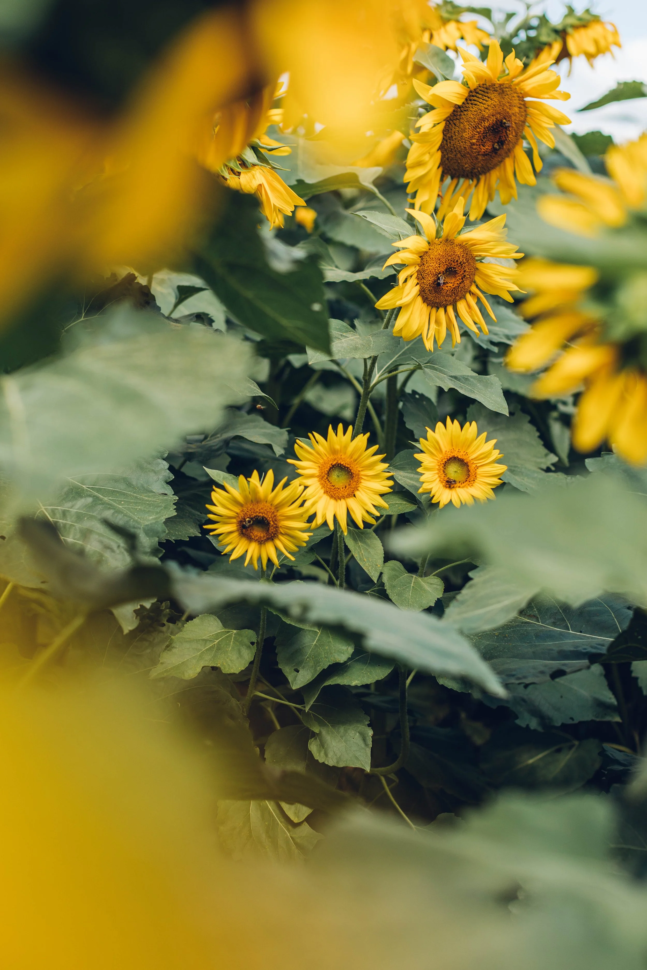 SunflowerField_NJ_2019_ETSchindlerPhoto_03.jpg