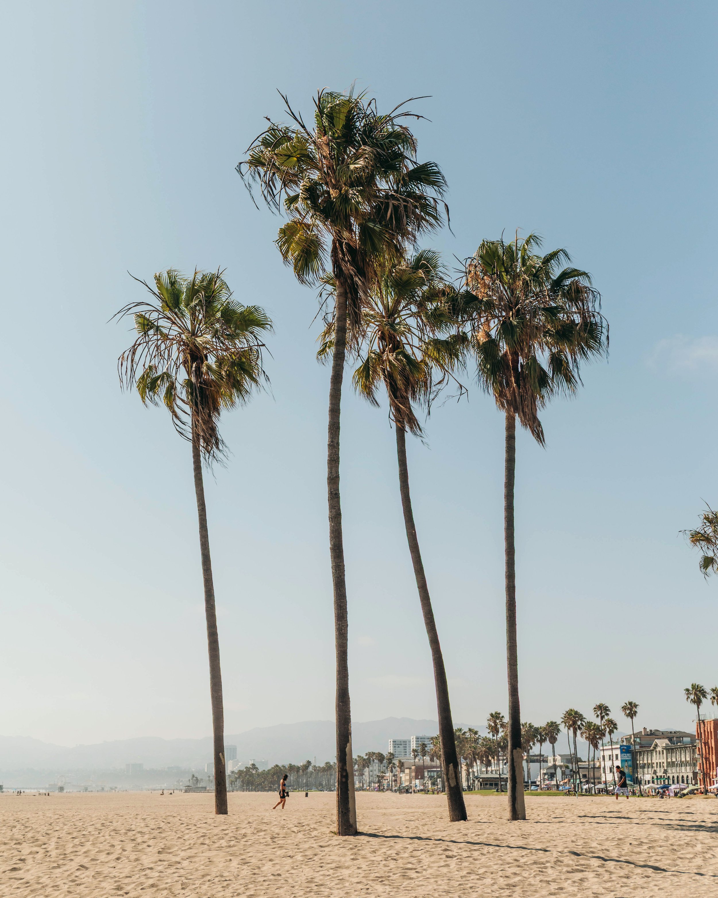 Venice Palms.jpg