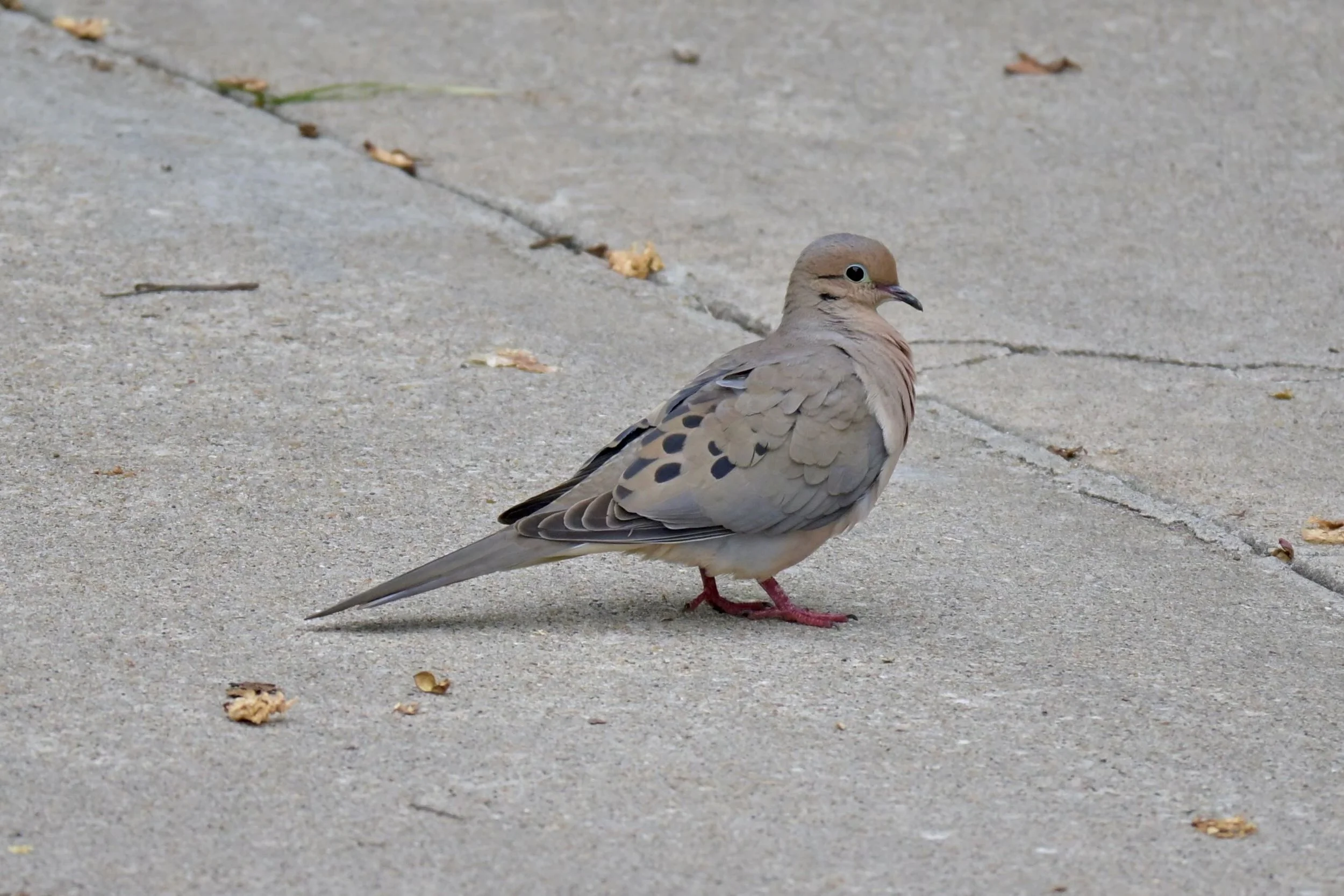 5/21/2026