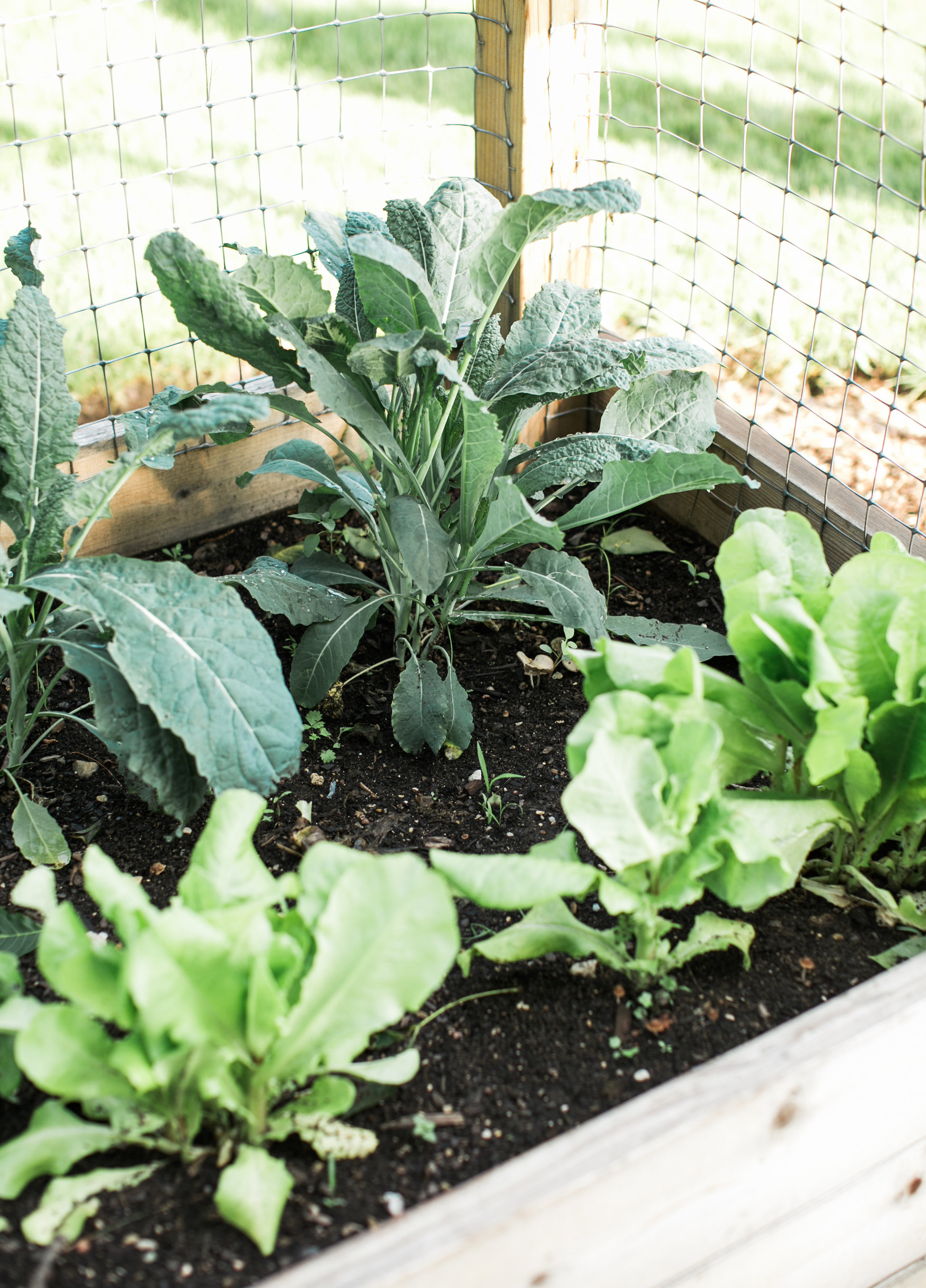 Compost is Perfect for the Garden - Wholesome LLC