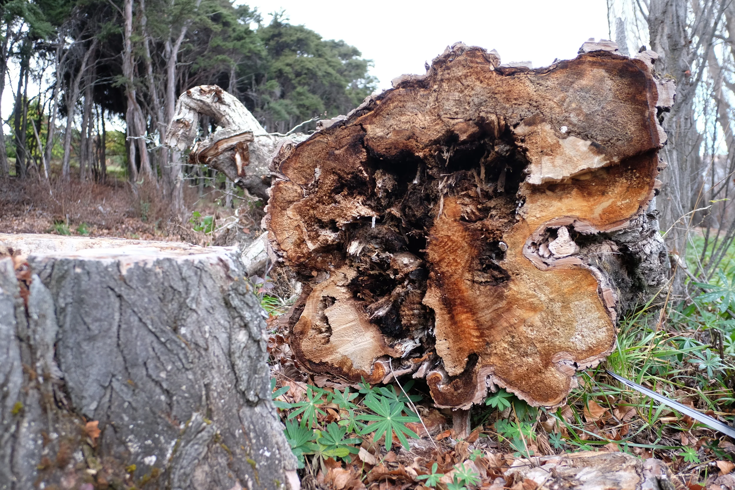 DSCF5191.JPG