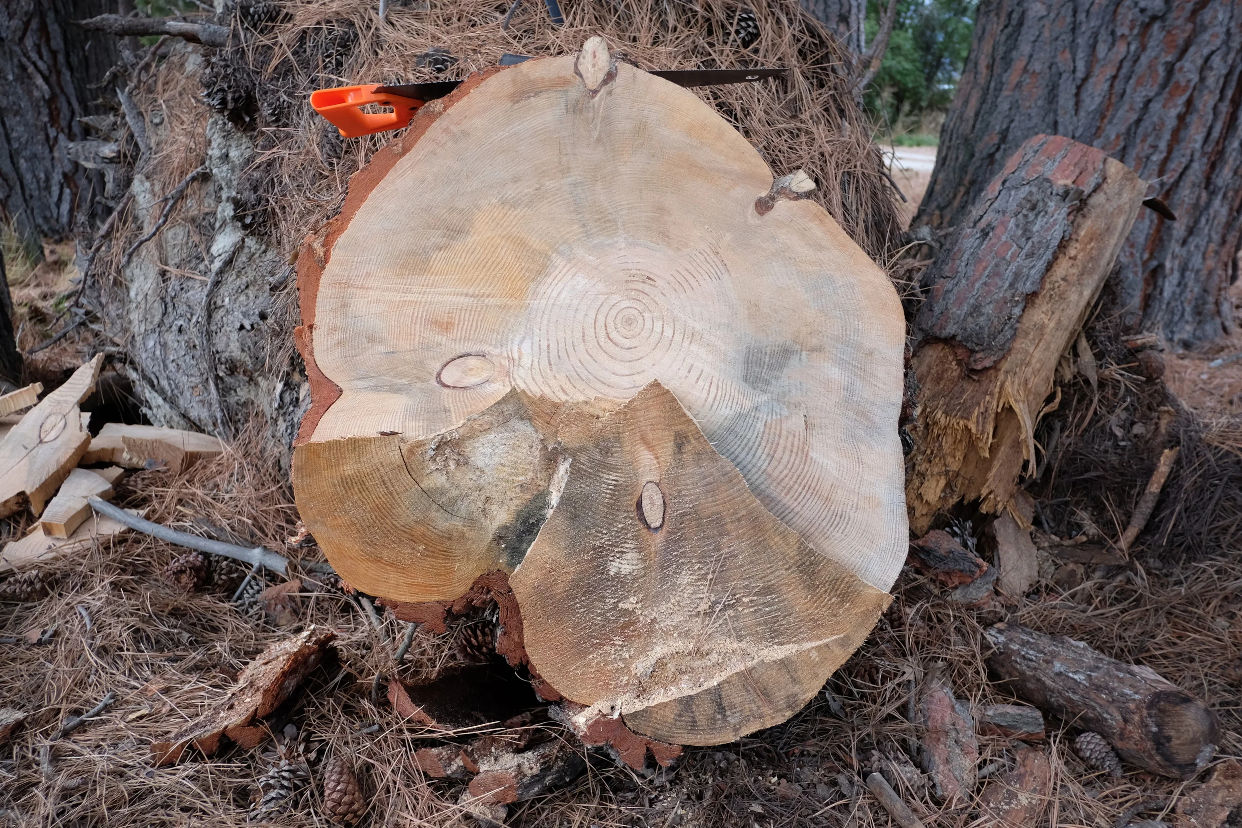 DSCF5200.JPG