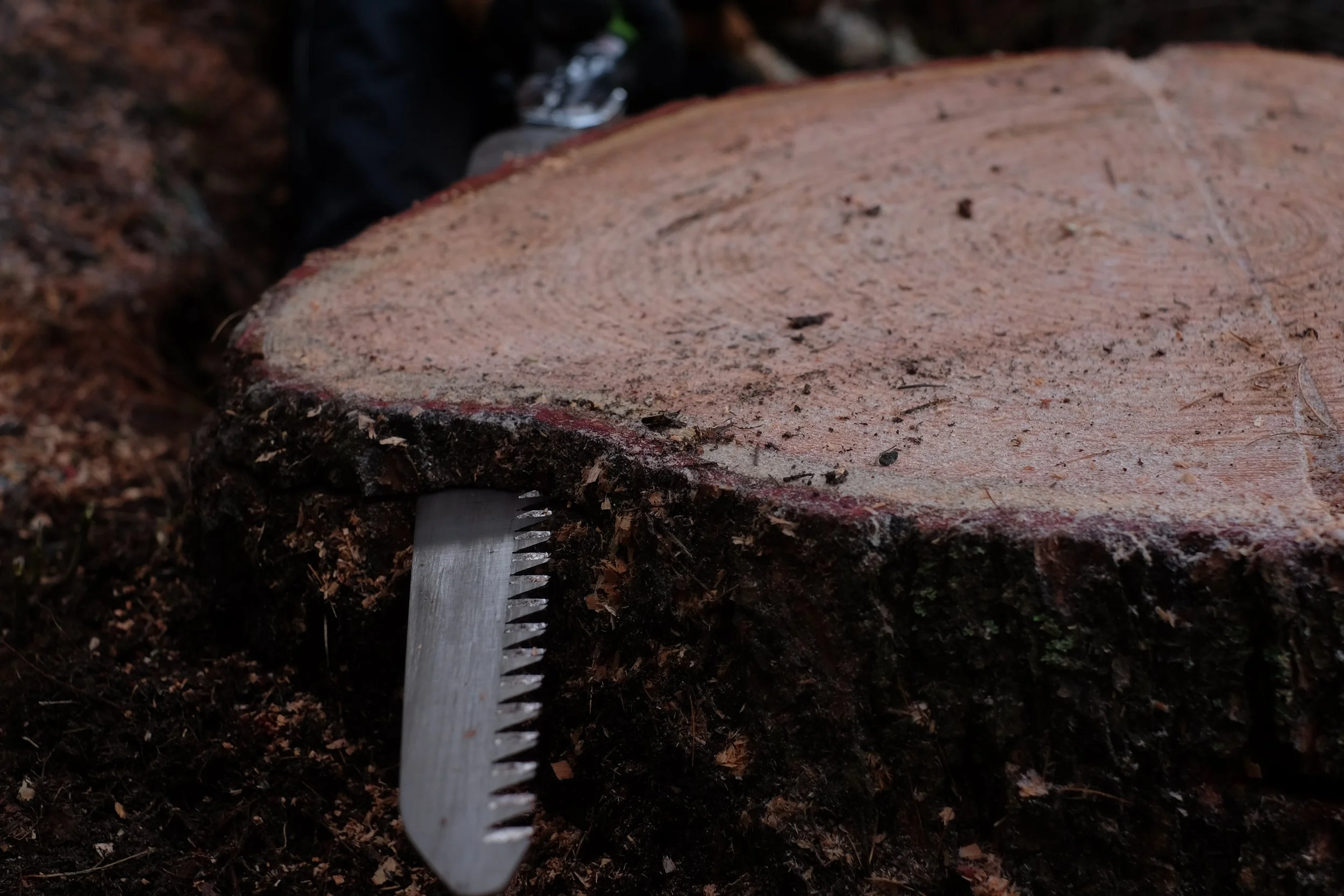 frozen tree stump being hand cut by saw in winter.