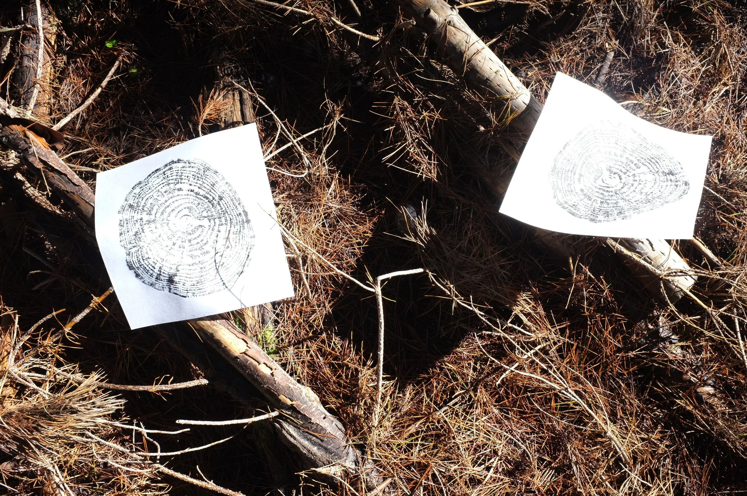 tree ring artworks on forest floor