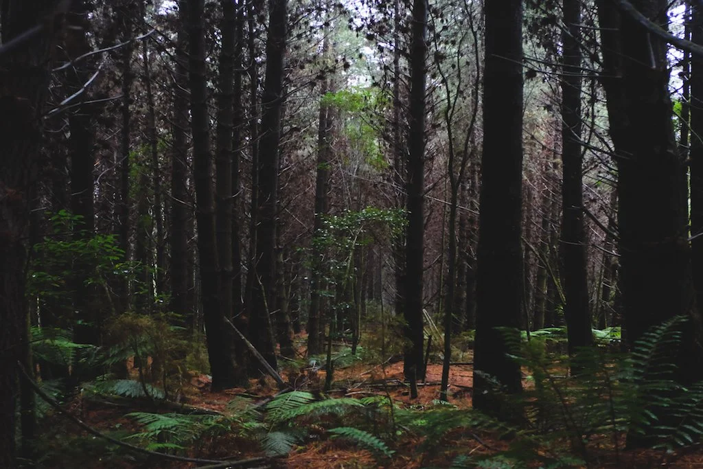 Tall pine forest with fern understory, Otway Ranges, Victoria.