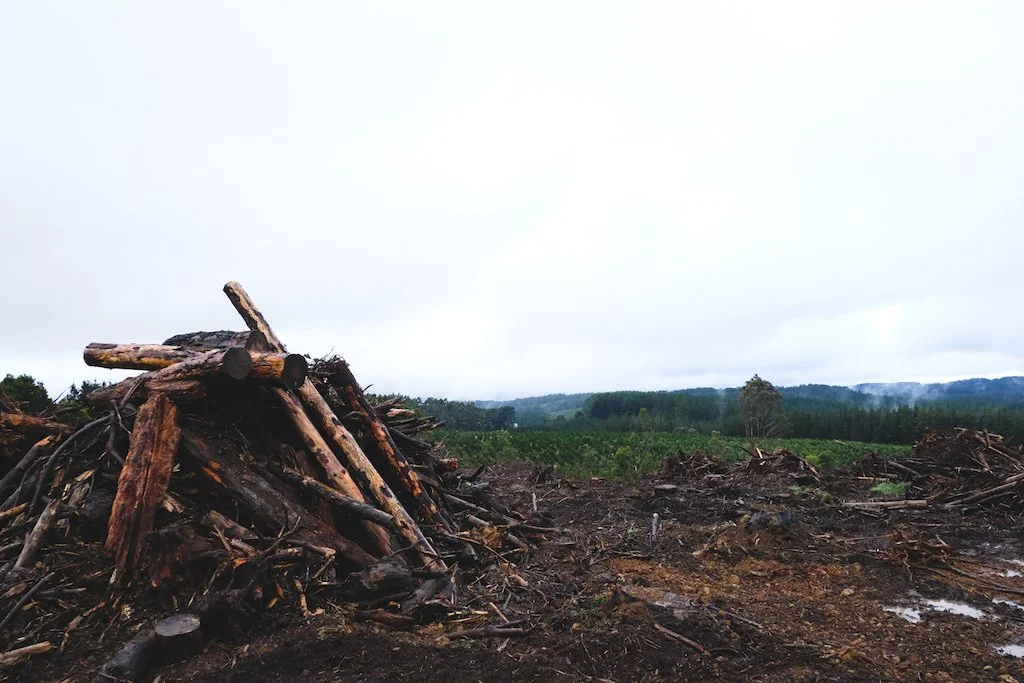 Felled tree trunks and forestry debris across a clearfelled hillside.