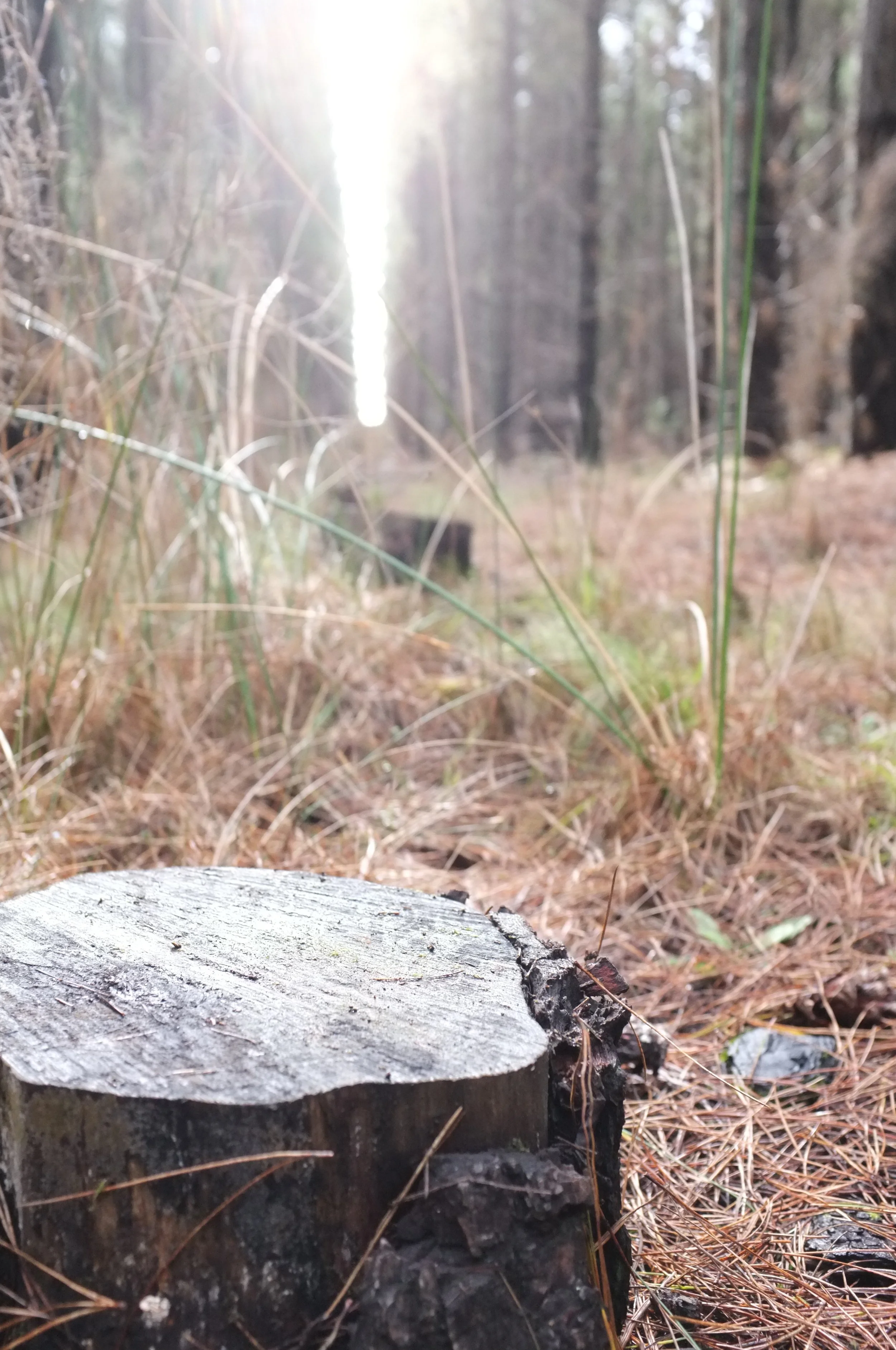close up of stump in forest