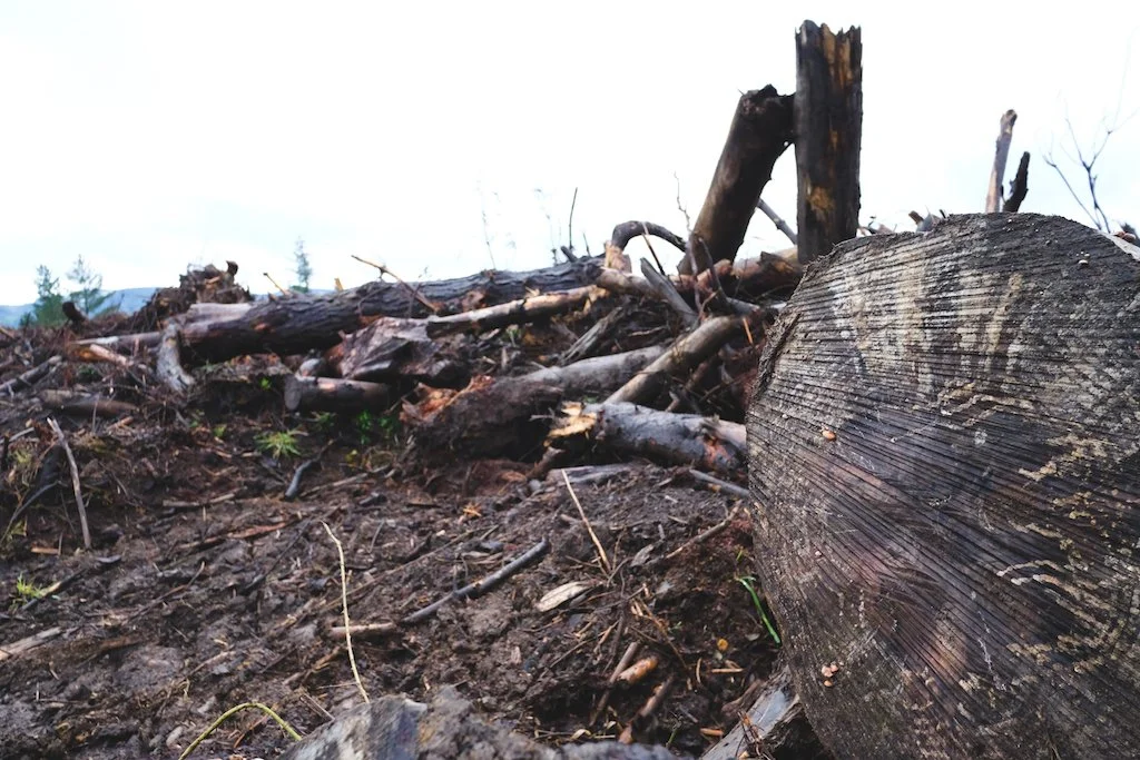 Close-up of a felled log's cut end, tree rings visible in the grain.