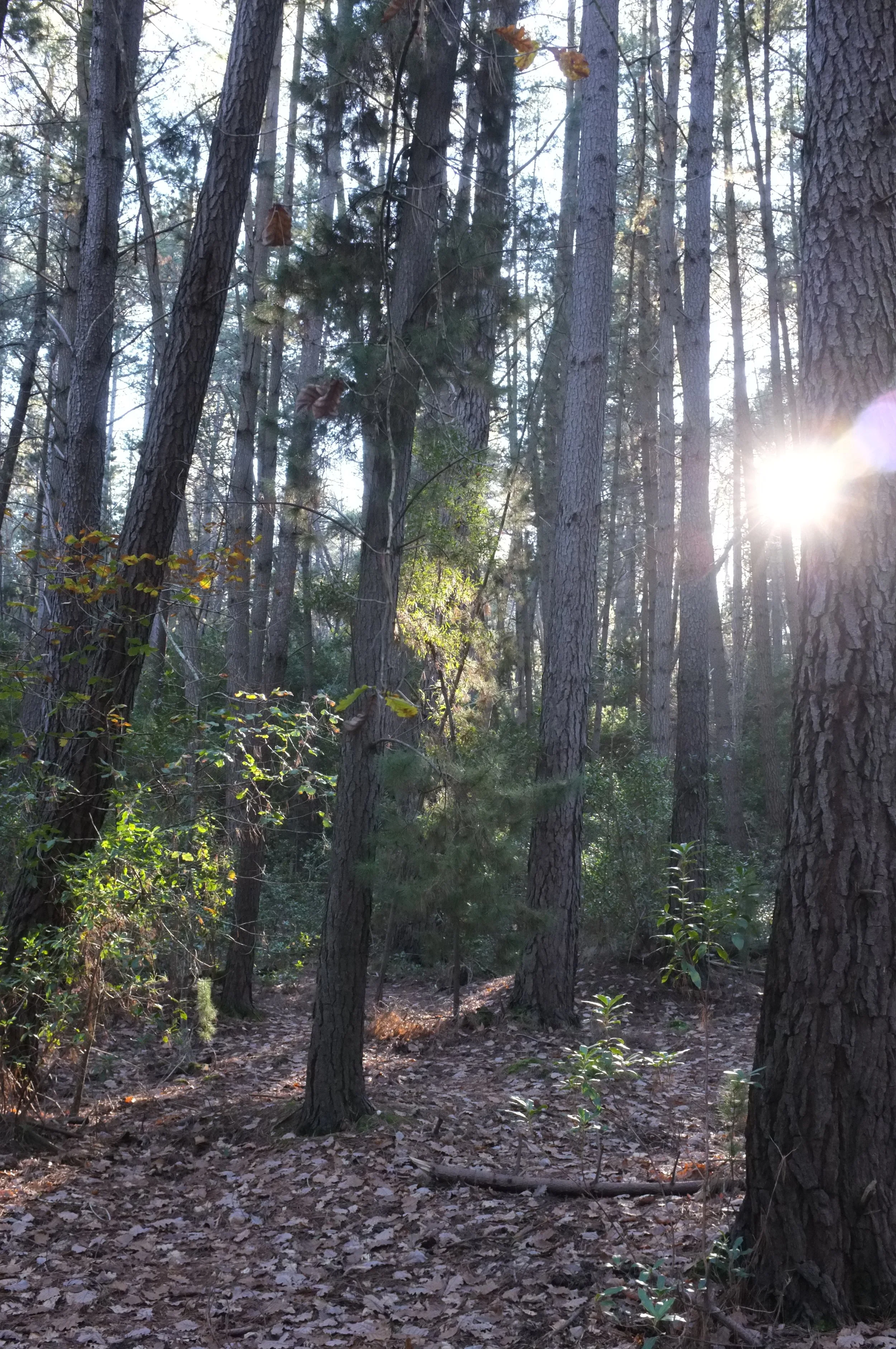 creswick forest ballarat