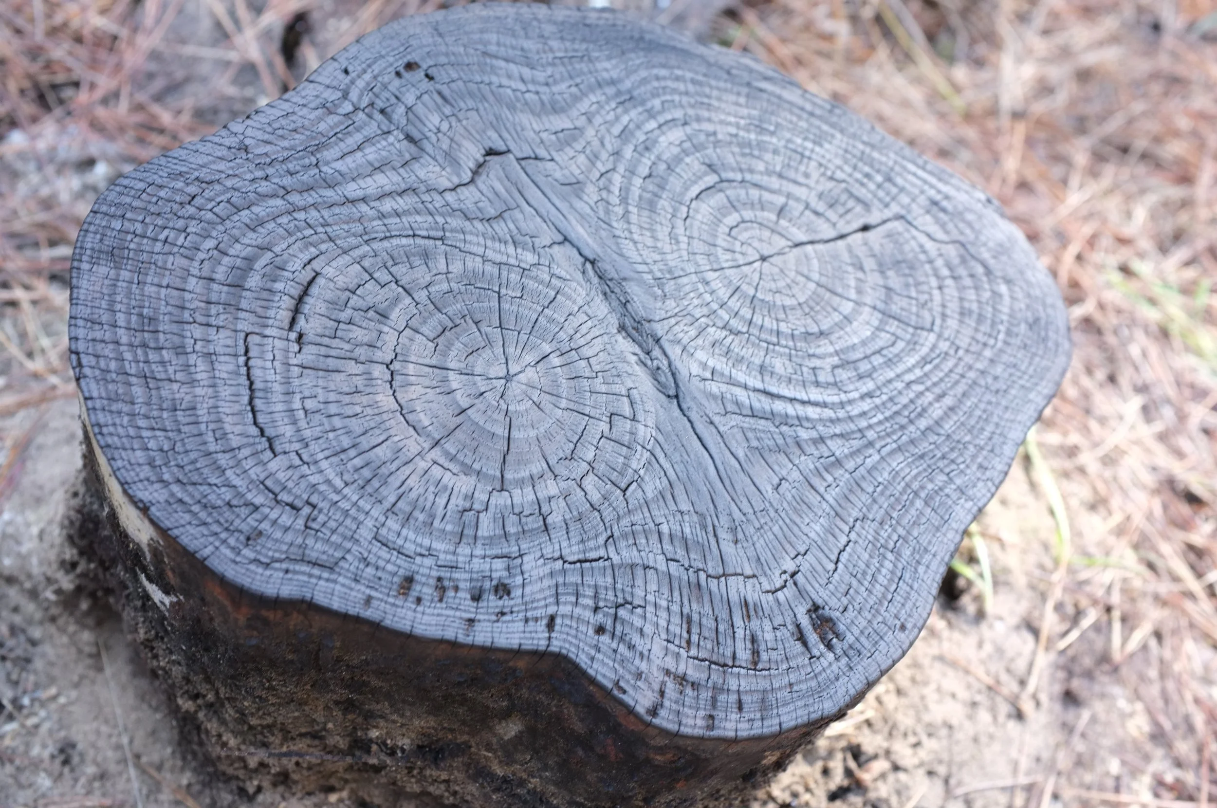 close up tree ring stump