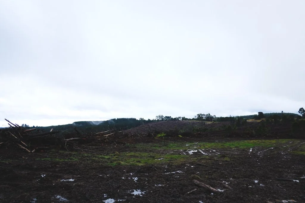 A clearfelled hillside in the Otway Ranges, cleared trees and mud stretching to the horizon.