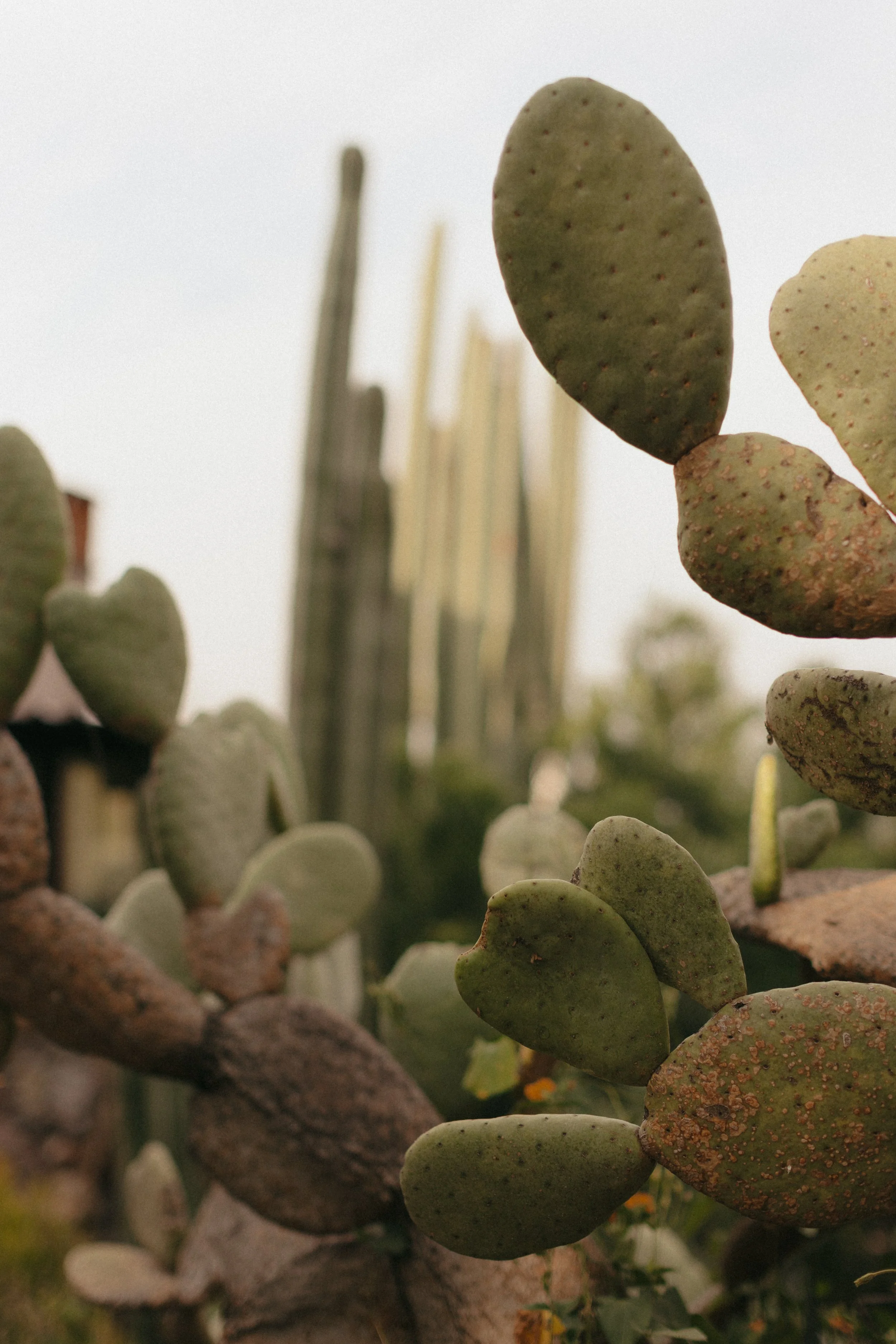 kaylyn-west-vancouver-bc-brand-photographer-nurture-your-nature-retreat-sagrada-san-miguel-de-allende-mexico-aleysha-derksen-arinn-ryan-196.jpg