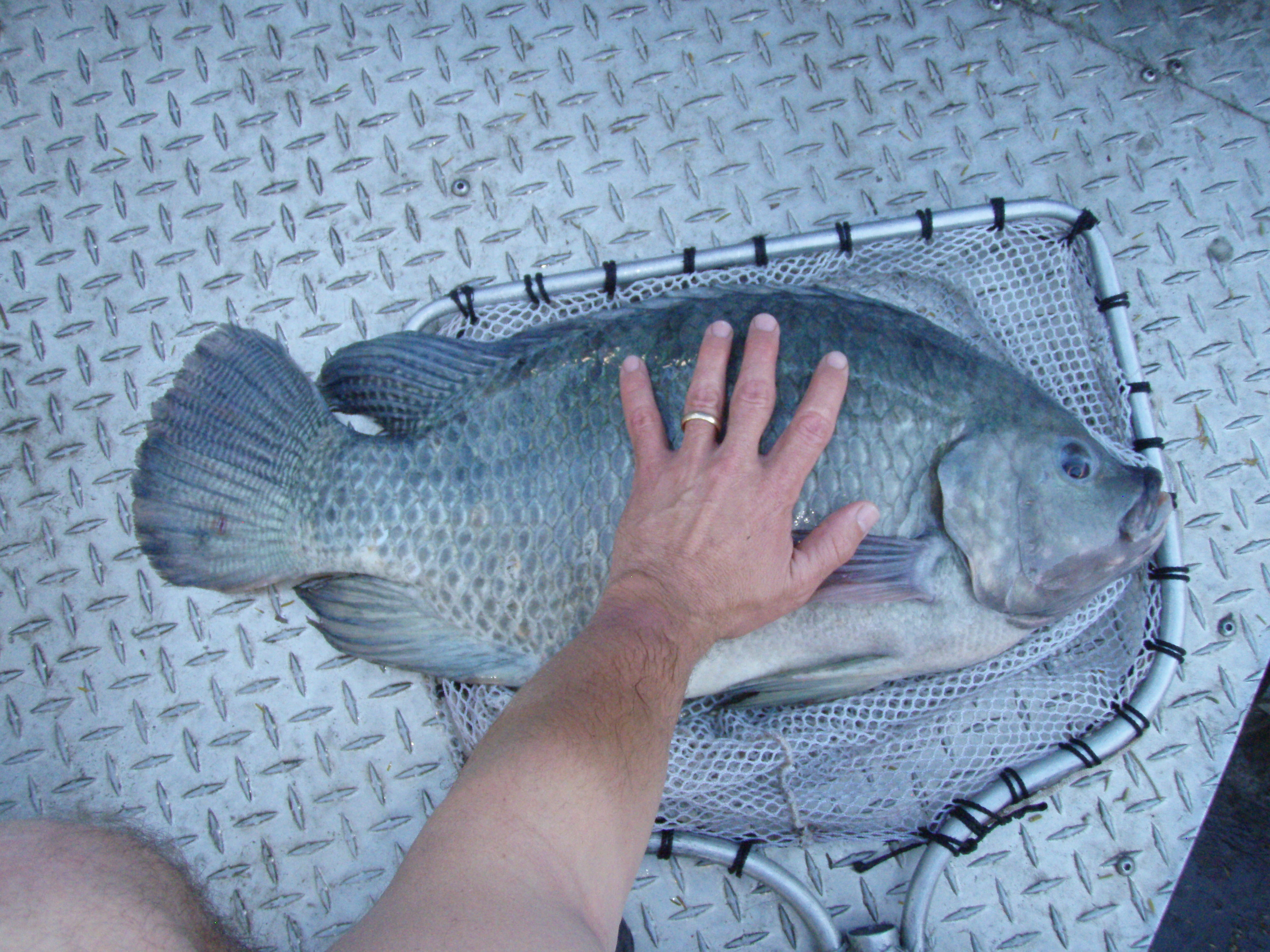 12 Pounder.JPG