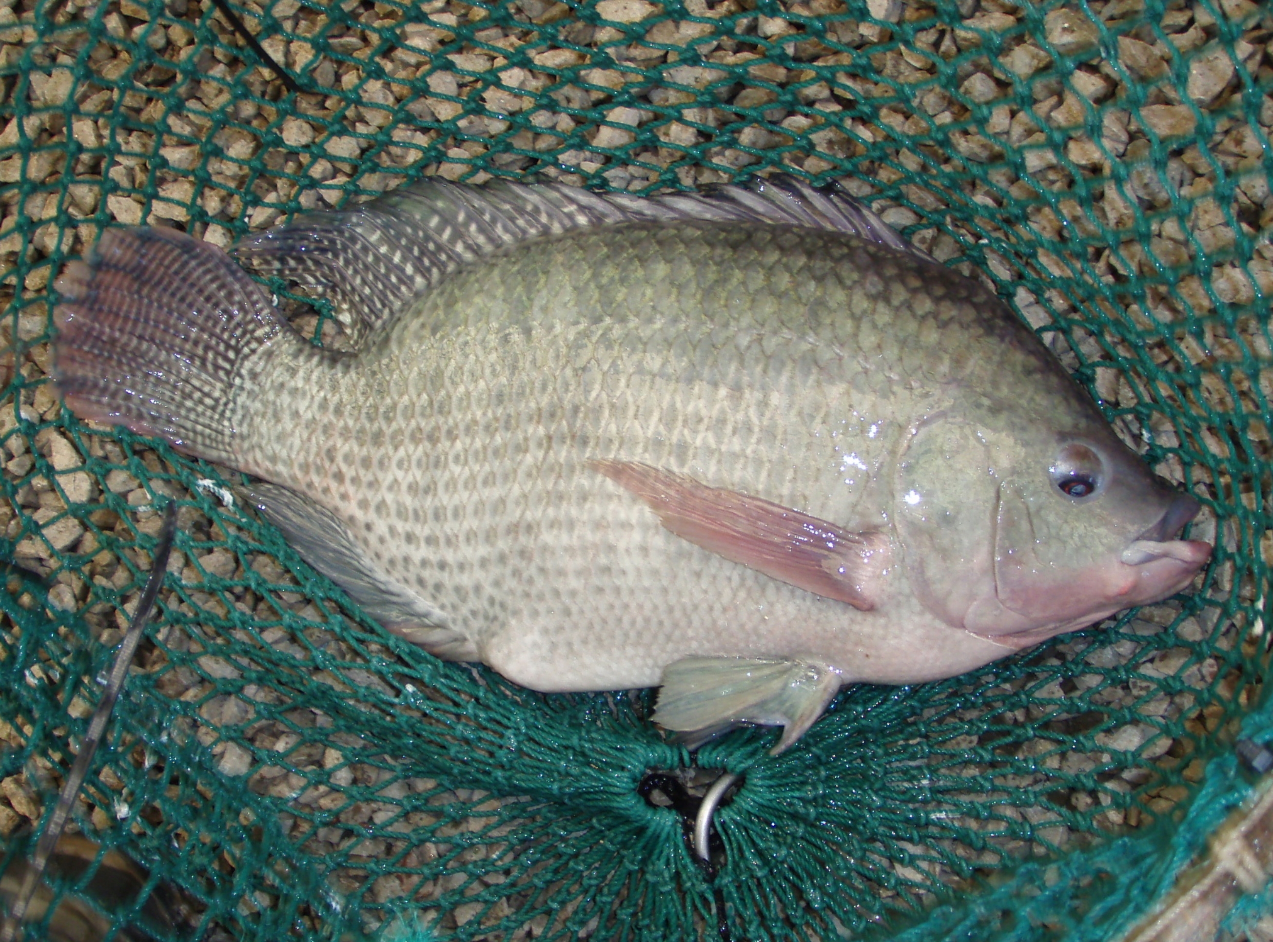 NATI Fish in Net